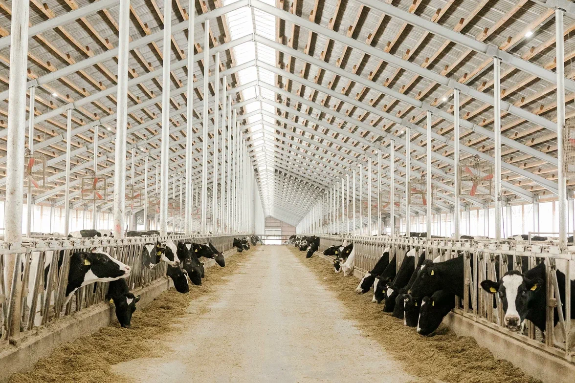 К 2030 году Подмосковье увеличит производство молока на 13%: в регионе уже реализуется 13 инвестпроектов