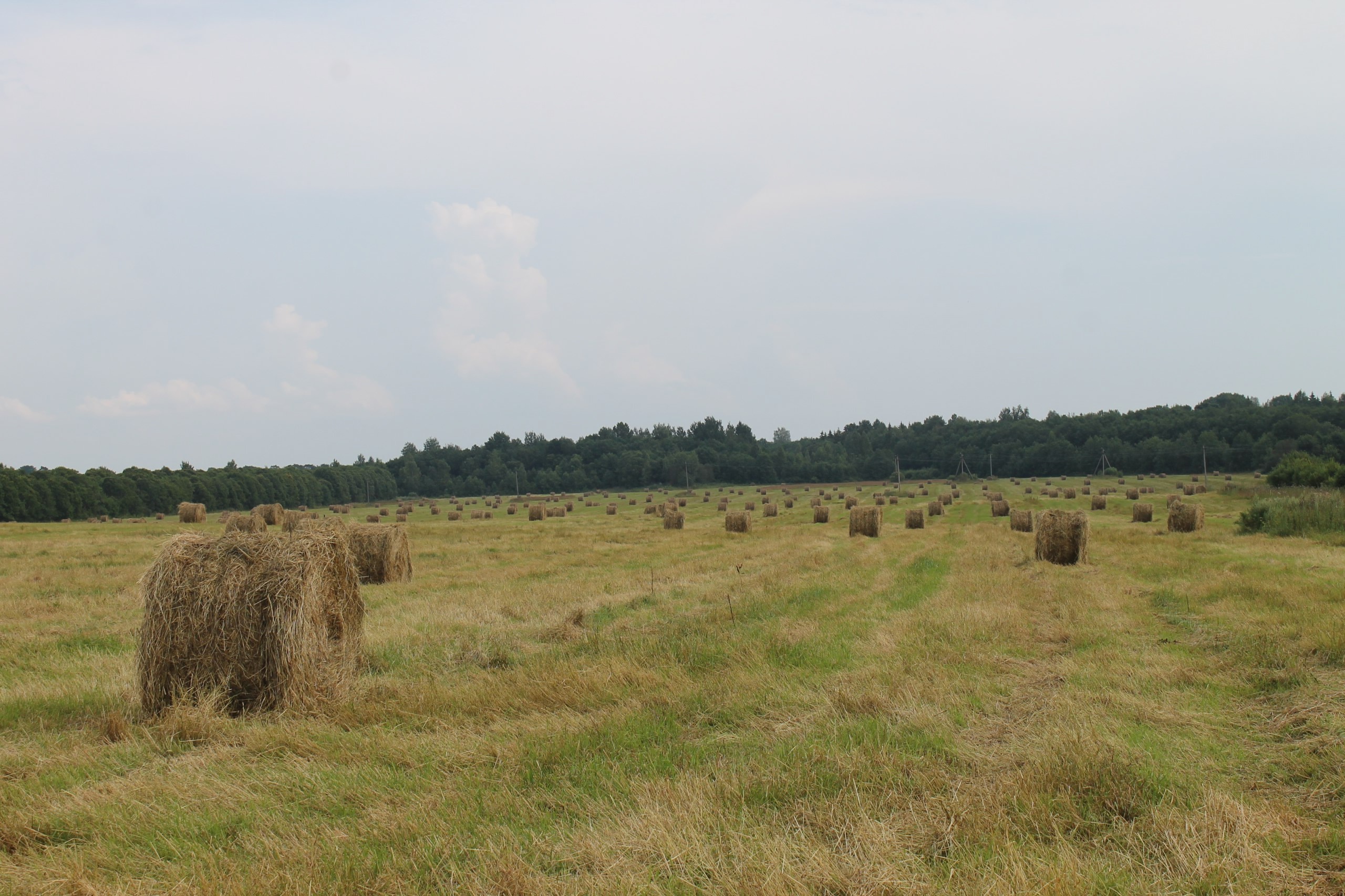 В Новгородской области план по заготовке кормов выполнен на 61%