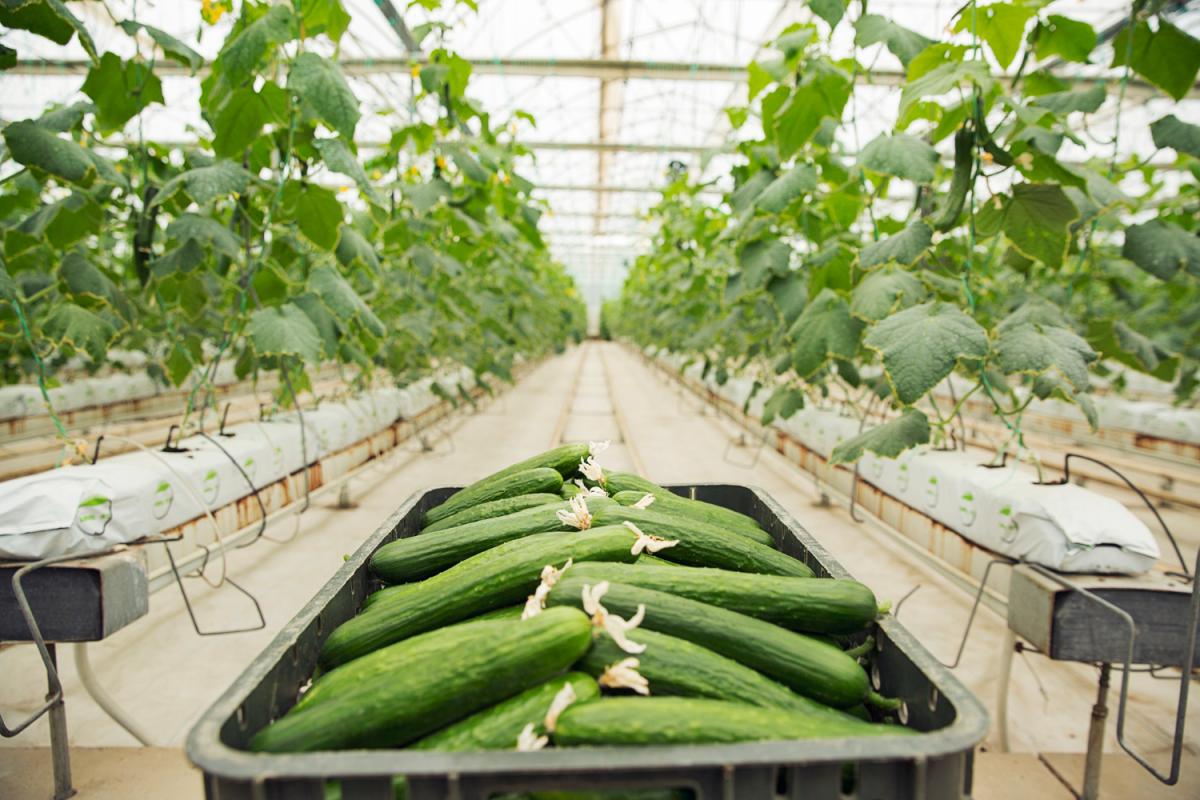 Рентабельность производства тепличных овощей в РФ в 2023 году достигла почти 23%