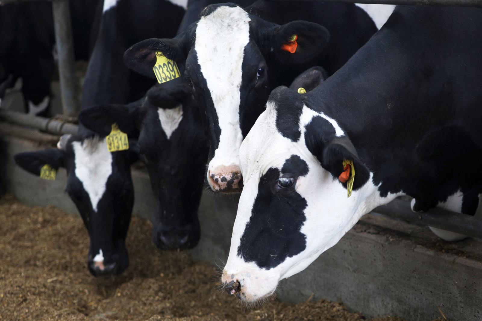 В Нижегородской области увеличено производство молока, мяса, яиц по итогам четырех месяцев 2024 года