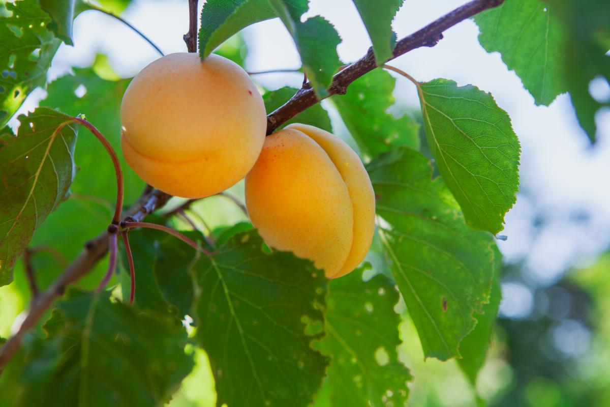 Дагестанские аграрии собрали почти 30 тыс. т абрикосов