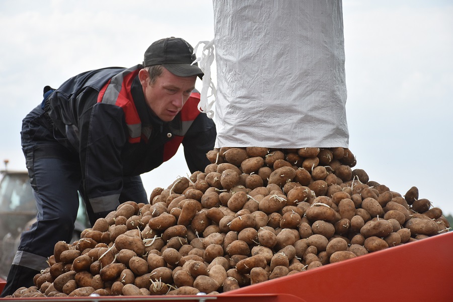 Группа компаний «Атлантис» в Калининградской области приступила к посадке нового сорта картофеля для фри