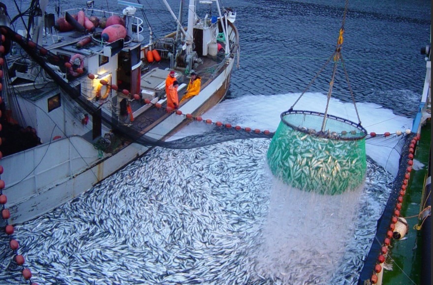 Правительство утвердило новые правила выдачи разрешений на вылов