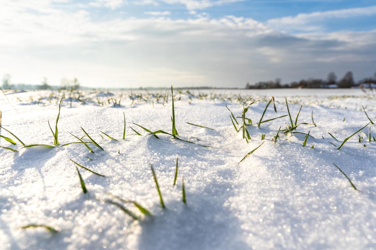 В России 87% озимых находятся в хорошем и удовлетворительном состоянии — Лут