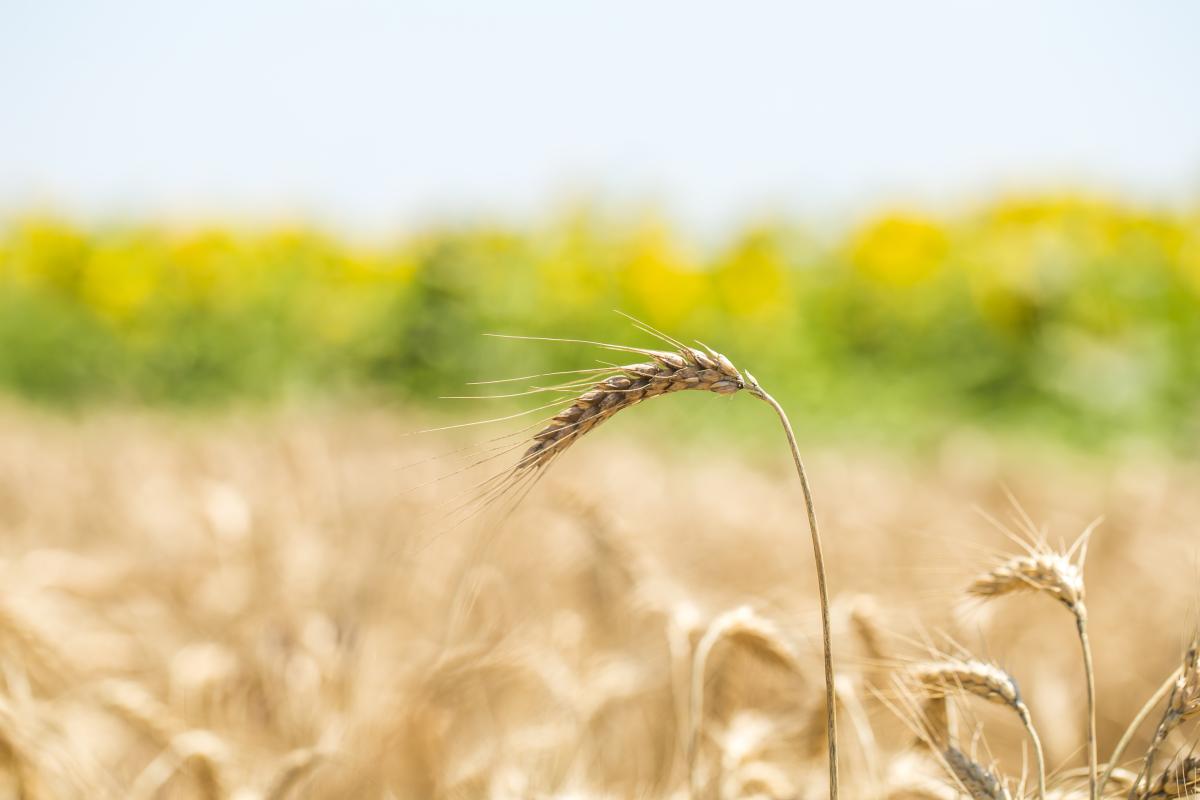 Аграрии Калининградской области намолотили почти 750 тыс. т зерна