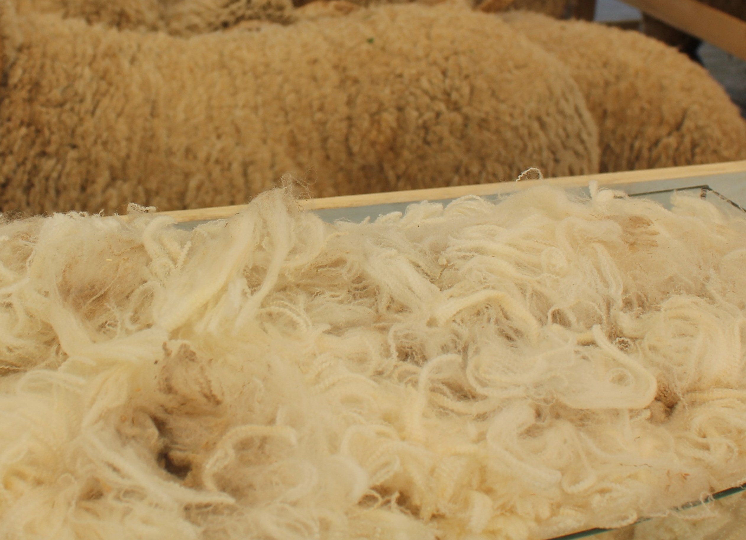 На Ставрополье стартовала стригальная кампания овец