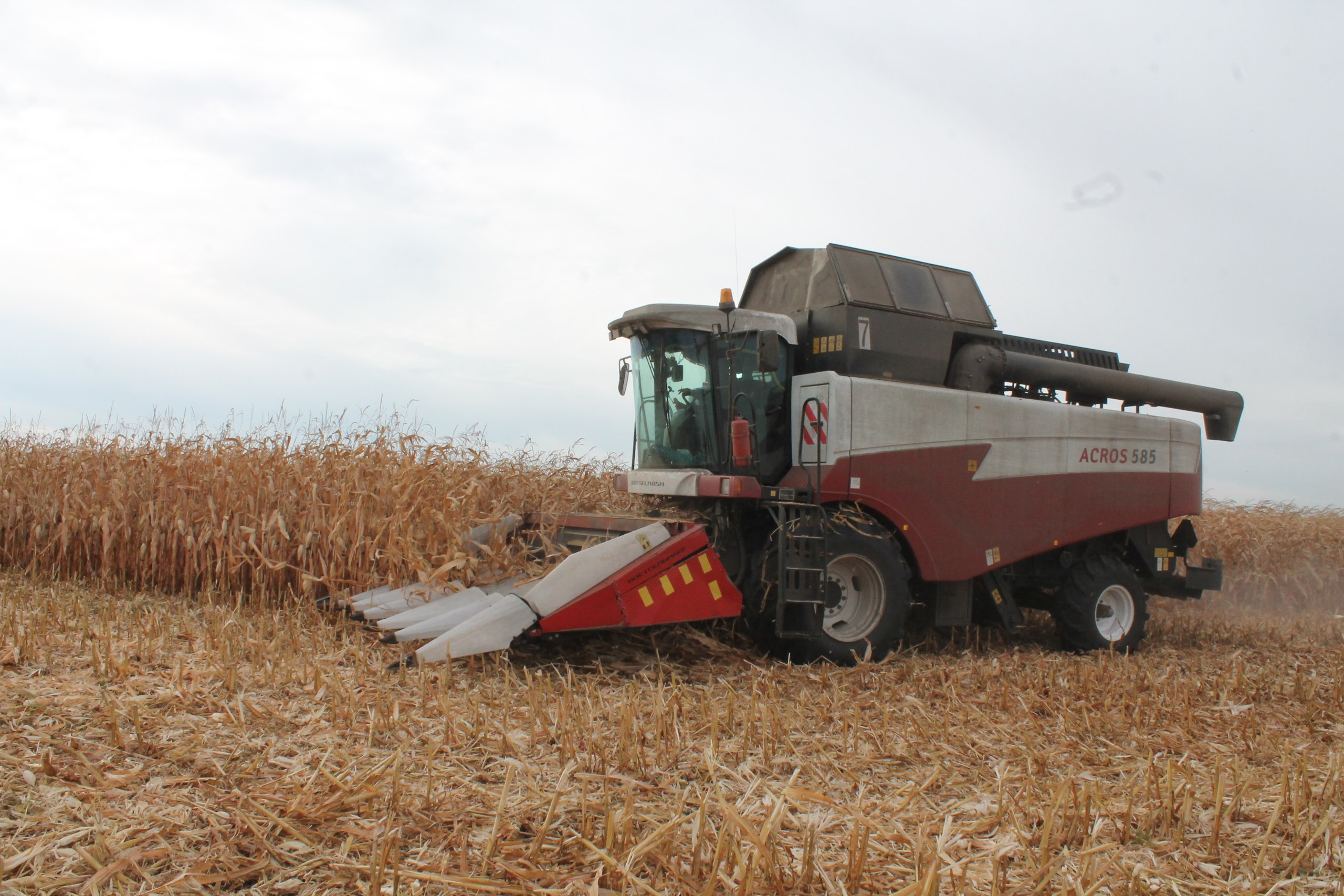 Более 100 центнеров кукурузы с одного гектара собирают липецкие аграрии