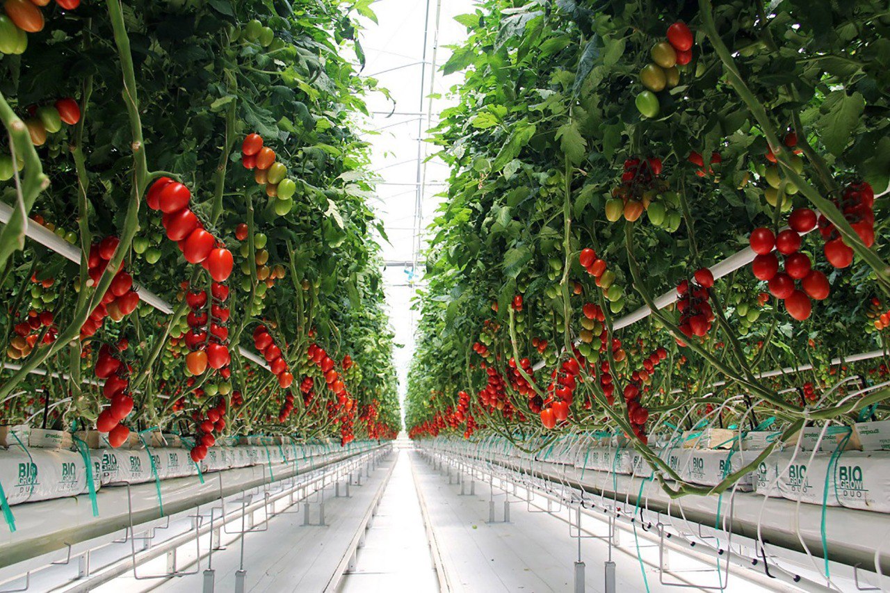 Производство тепличных овощей увеличилось на 2,4%