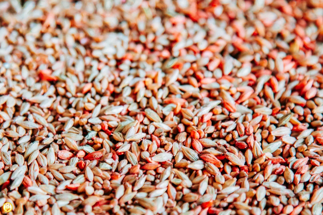 В Чувашии объем заготовленных семян под урожай 2025 года превысил потребности региона на 7%