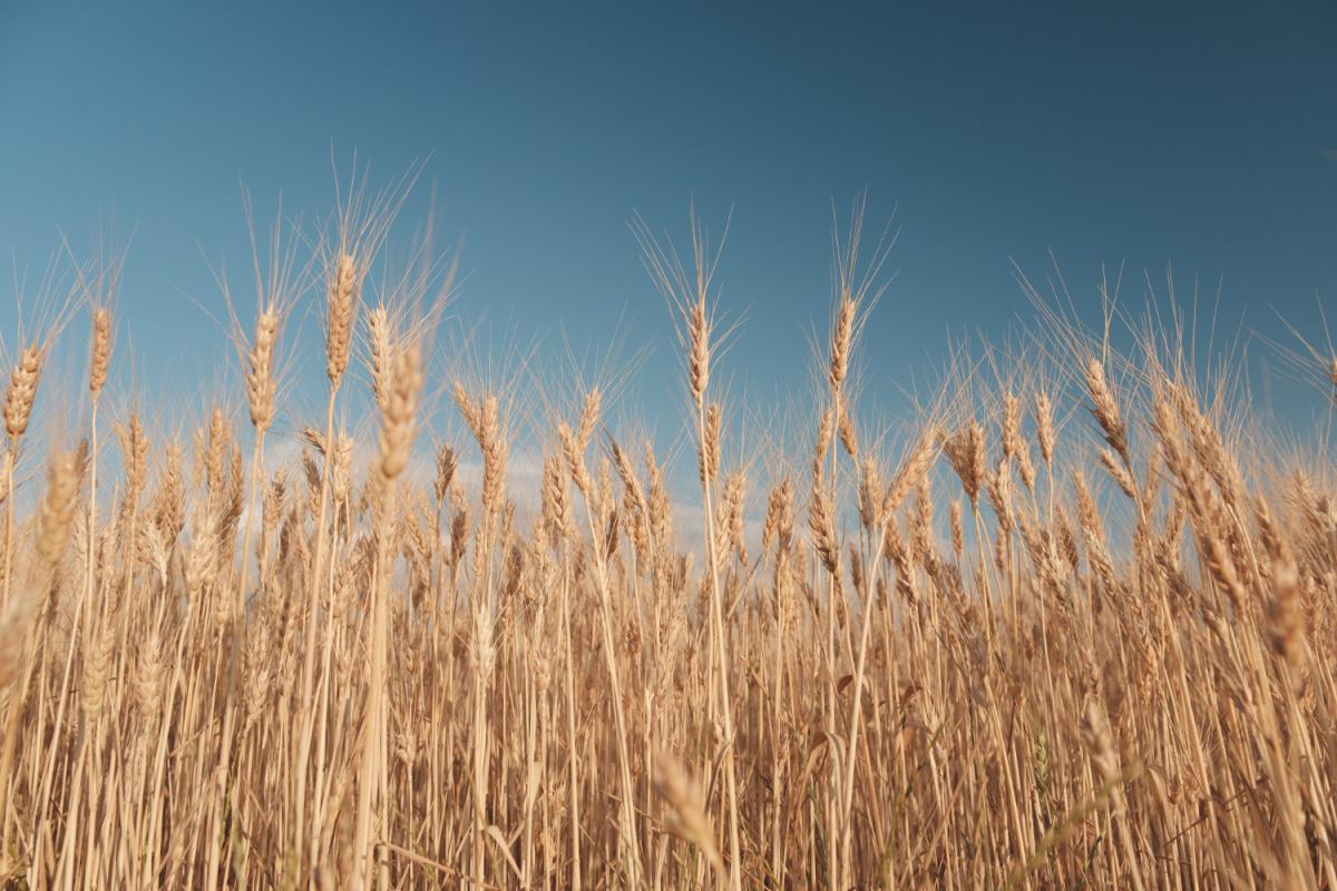 Ученые РФ нашли способ повысить устойчивость пшеницы к засухе