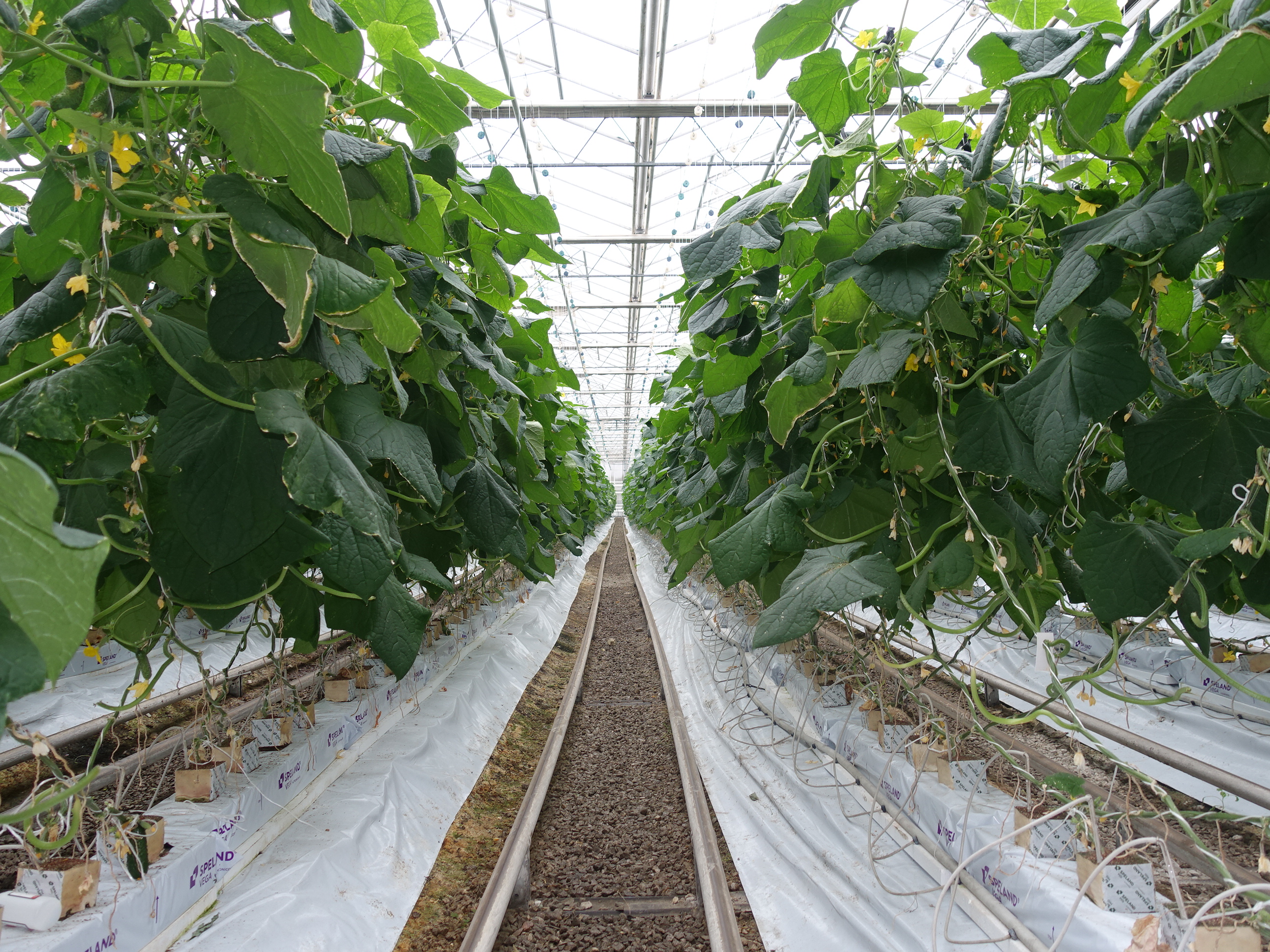 С начала года крымские тепличные хозяйства собрали 1,6 тыс. тонн ранних томатов и огурцов