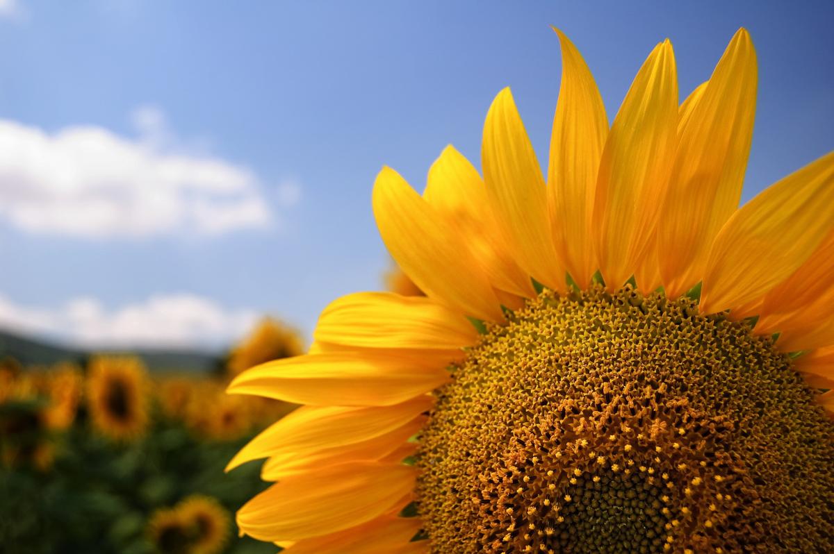 РФ за 8 месяцев увеличила экспорт подсолнечника на 27%