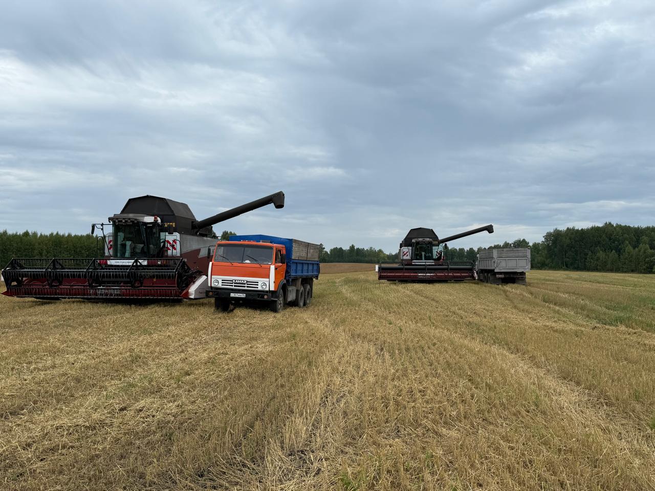 Четыре хозяйства Томской области завершили уборку зерновых