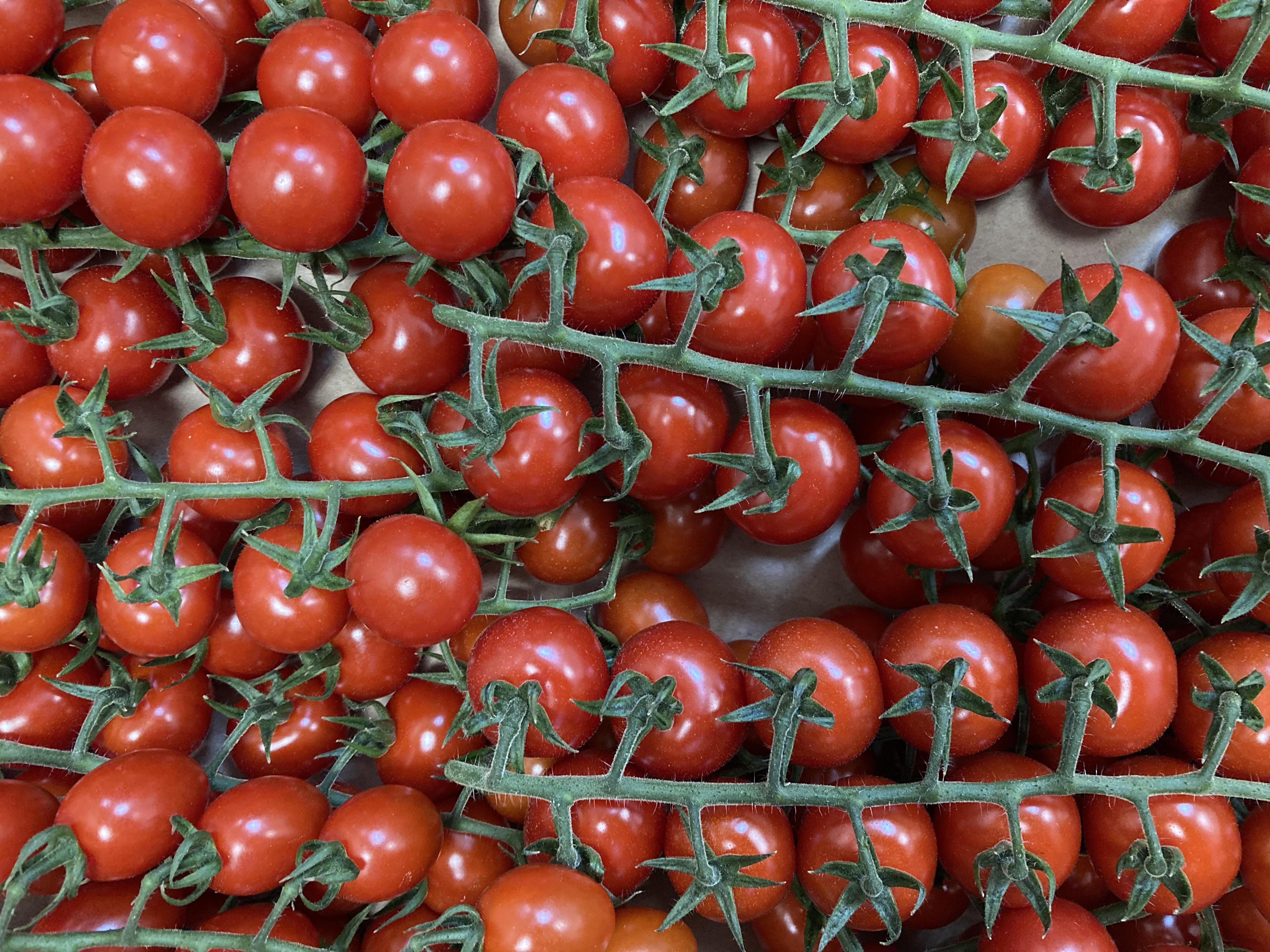 В тепличных комплексах Липецкой области с начала года собрано 26 тысяч тонн овощей и салатов 