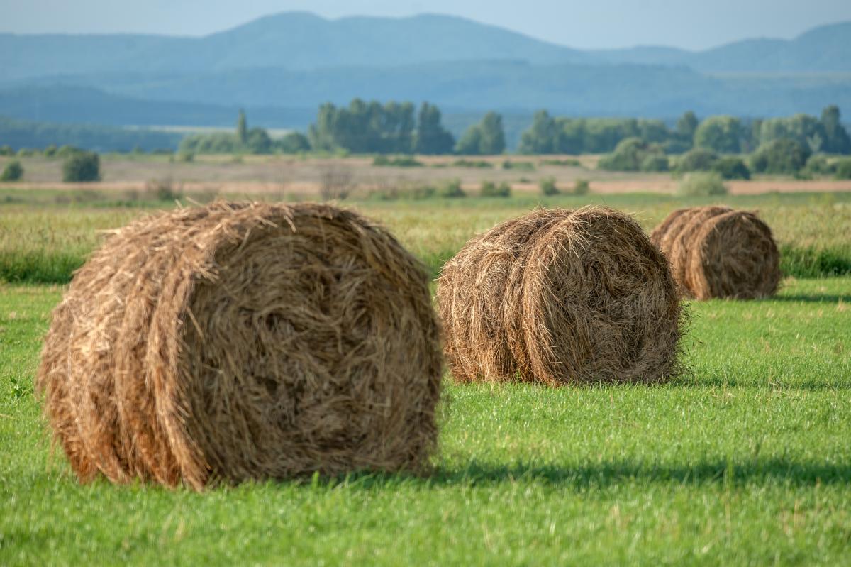 Потенциал экспорта из РФ кормов для животных к 2030 году оценивается в 15–20 млн долл. — эксперты