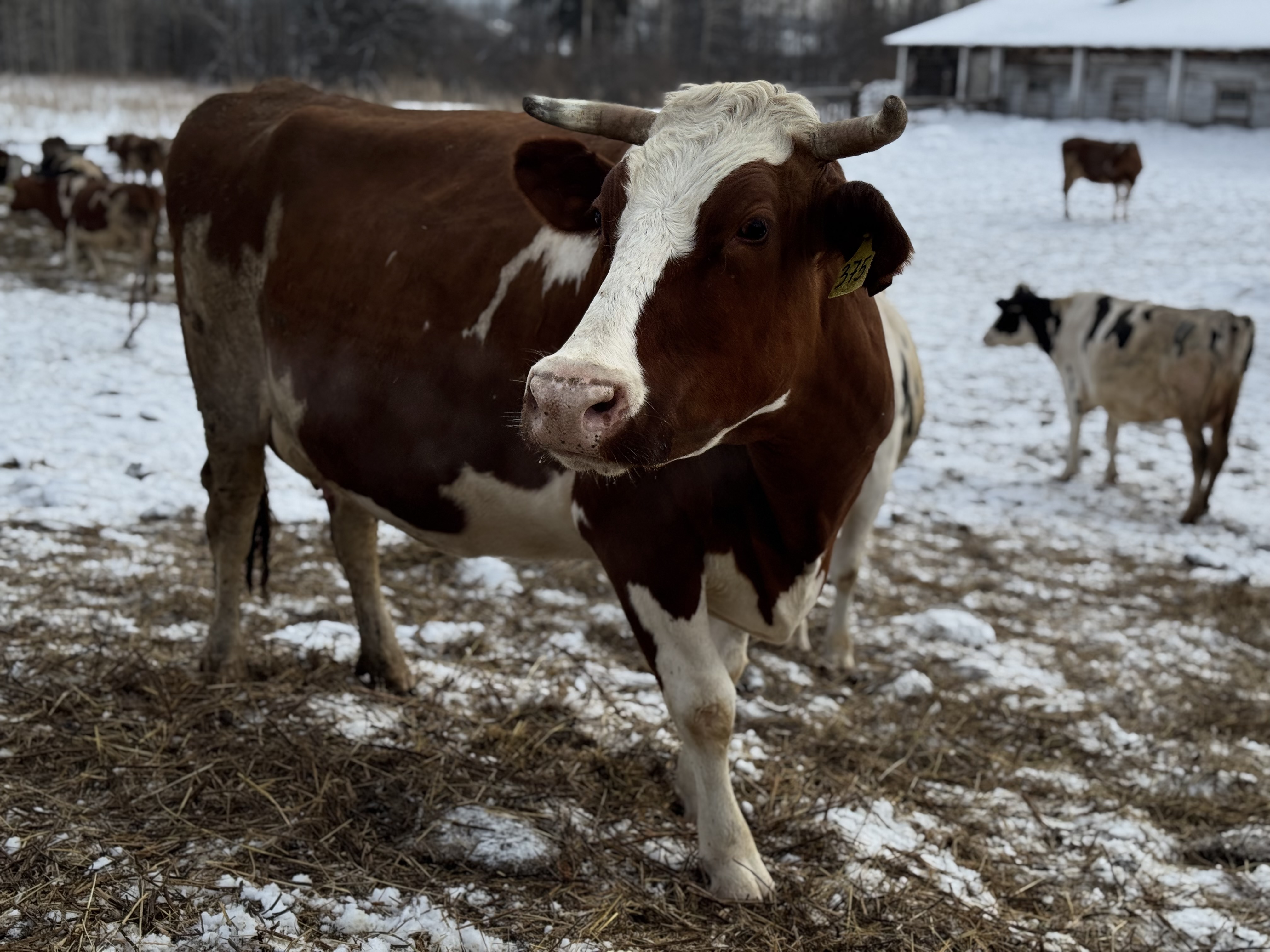 Сельхозкооперативы Красноярского края получат 51,9 млн рублей на закупку молока и мяса у населения