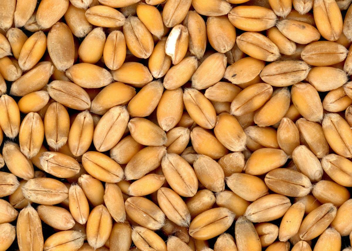 Намолот зерна в Чувашской Республике приближается к 1 млн т
