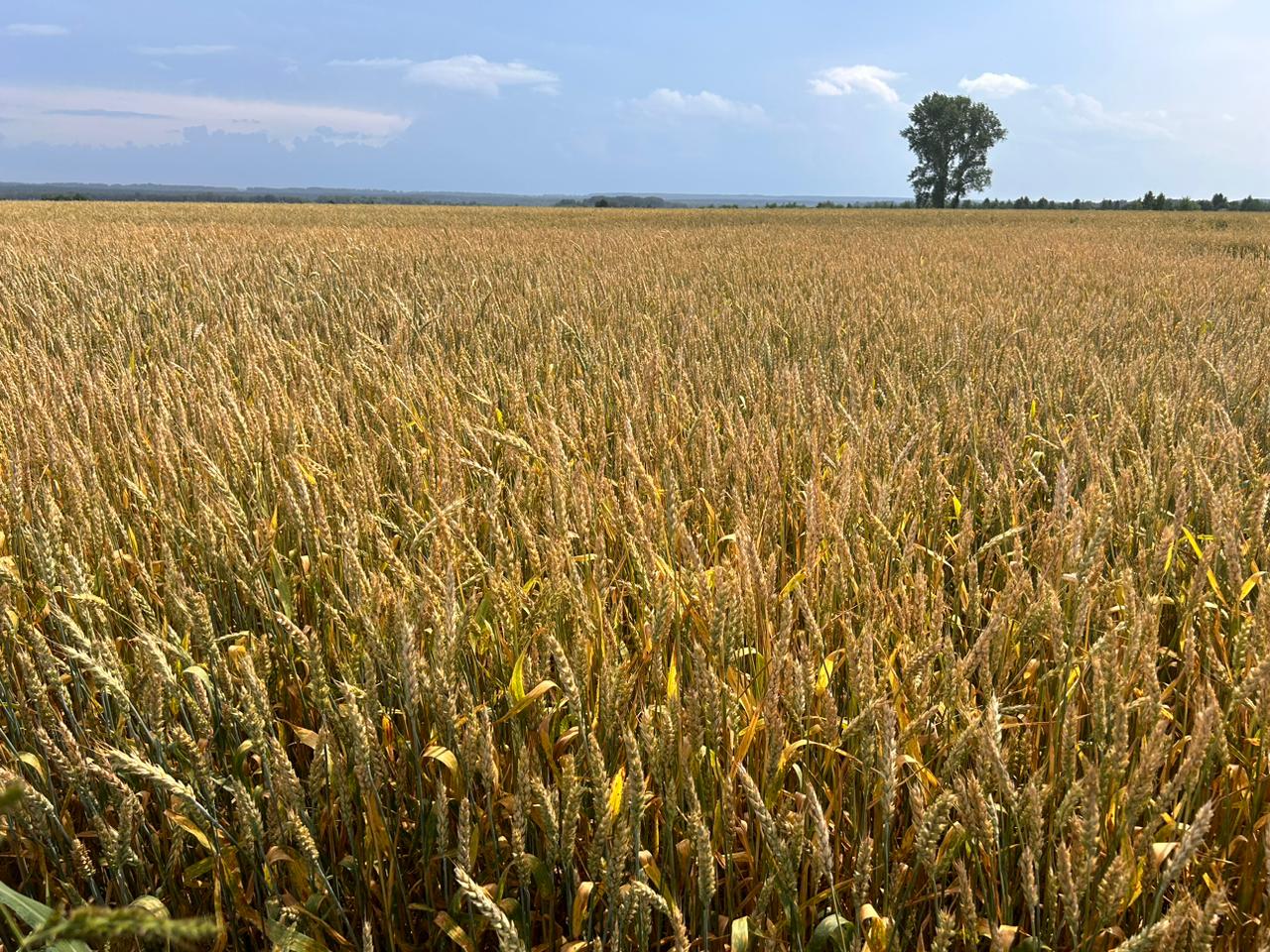 Рабочая группа осмотрела посевы пшеницы, рапса, ячменя и других культур в хозяйствах Томской области
