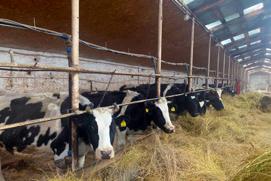 «Агростартап» помог жительнице Чувашии начать малый молочный бизнес на селе