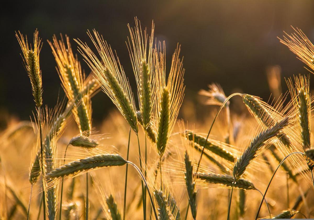 В России повысилось качество производимых зерновых культур