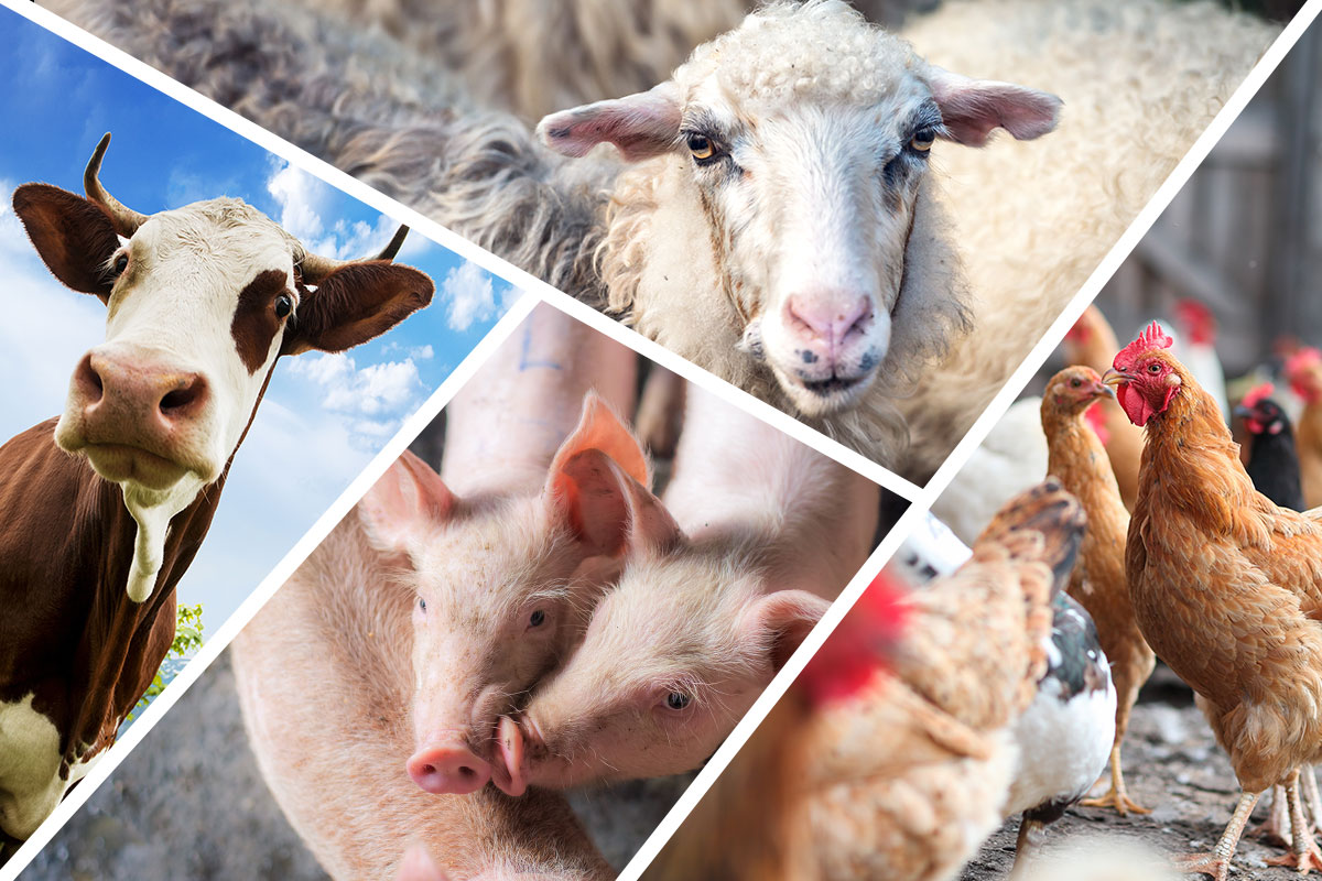 За 10 месяцев в Бурятии произведена продукция сельского хозяйства на 24,5 млрд руб. 