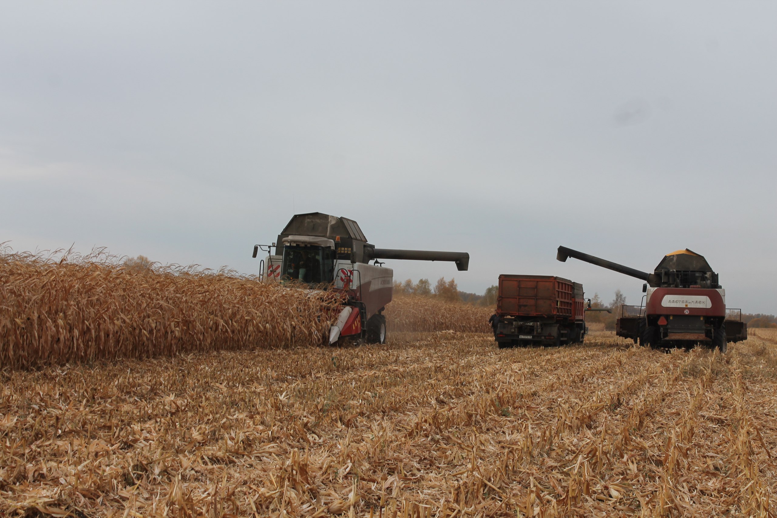 Уборка кукурузы на зерно стартовала в Липецкой области