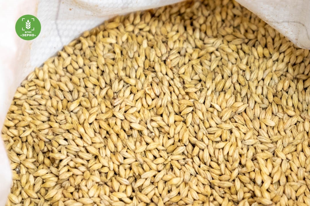 Белгородские аграрии внесли во ФГИС «Зерно» информацию о 3 639,7 тыс. т культур урожая 2025 года