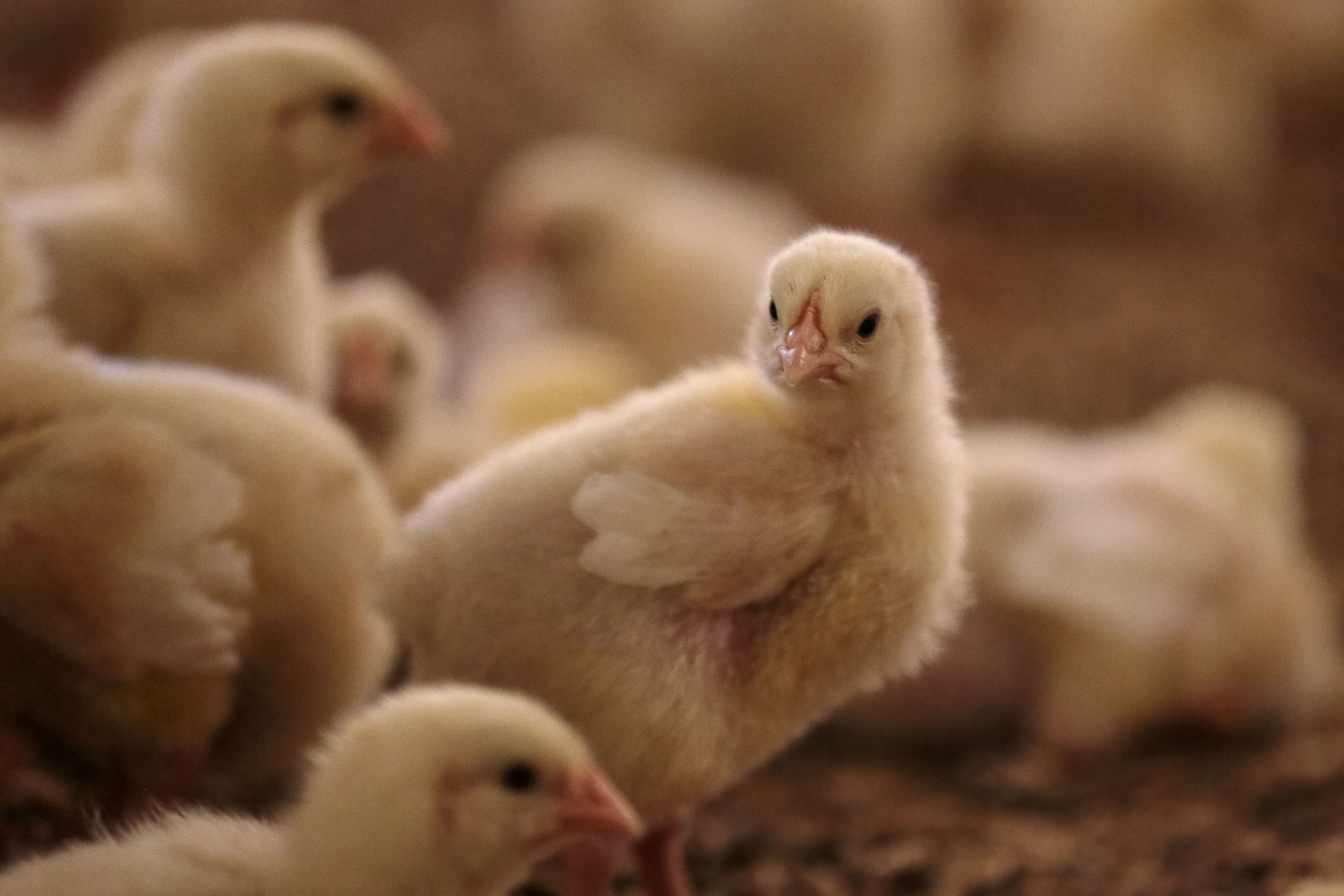 Крестьянское фермерское хозяйство Инны Кузнецовой развивает птицеводство в Томской области