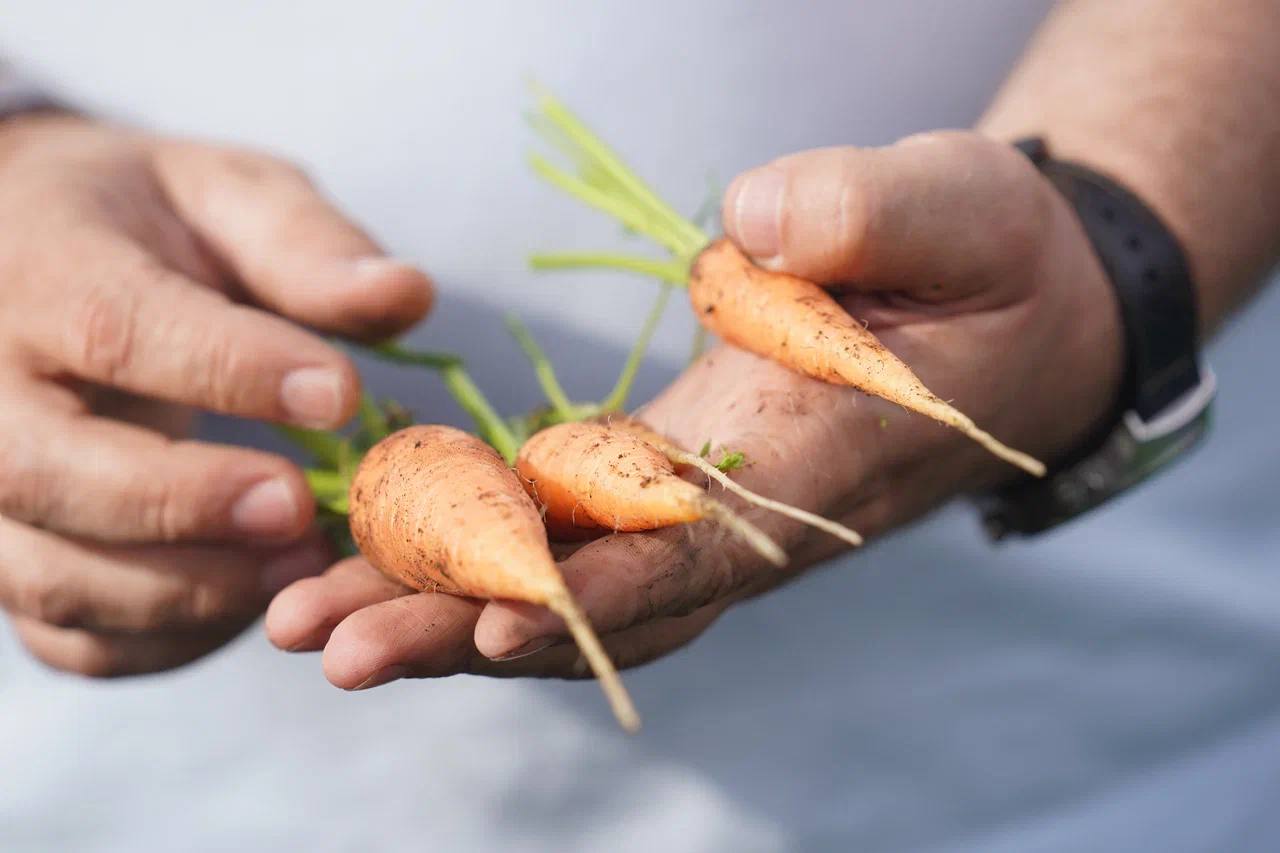Перед аграриями Кузбасса стоит задача обеспечить население и соцучреждения региона овощами