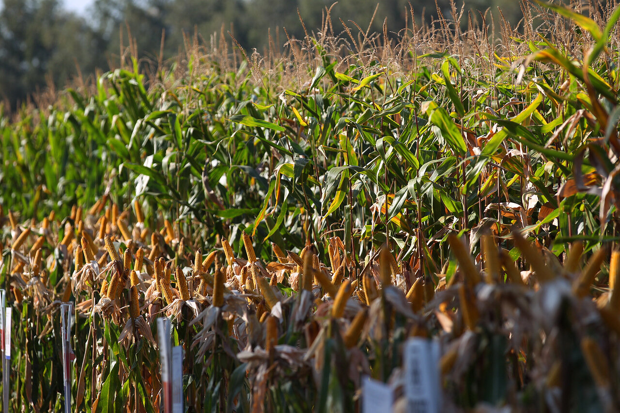 Темпы ярового сева в Липецкой области опережают прошлогодние на 34%