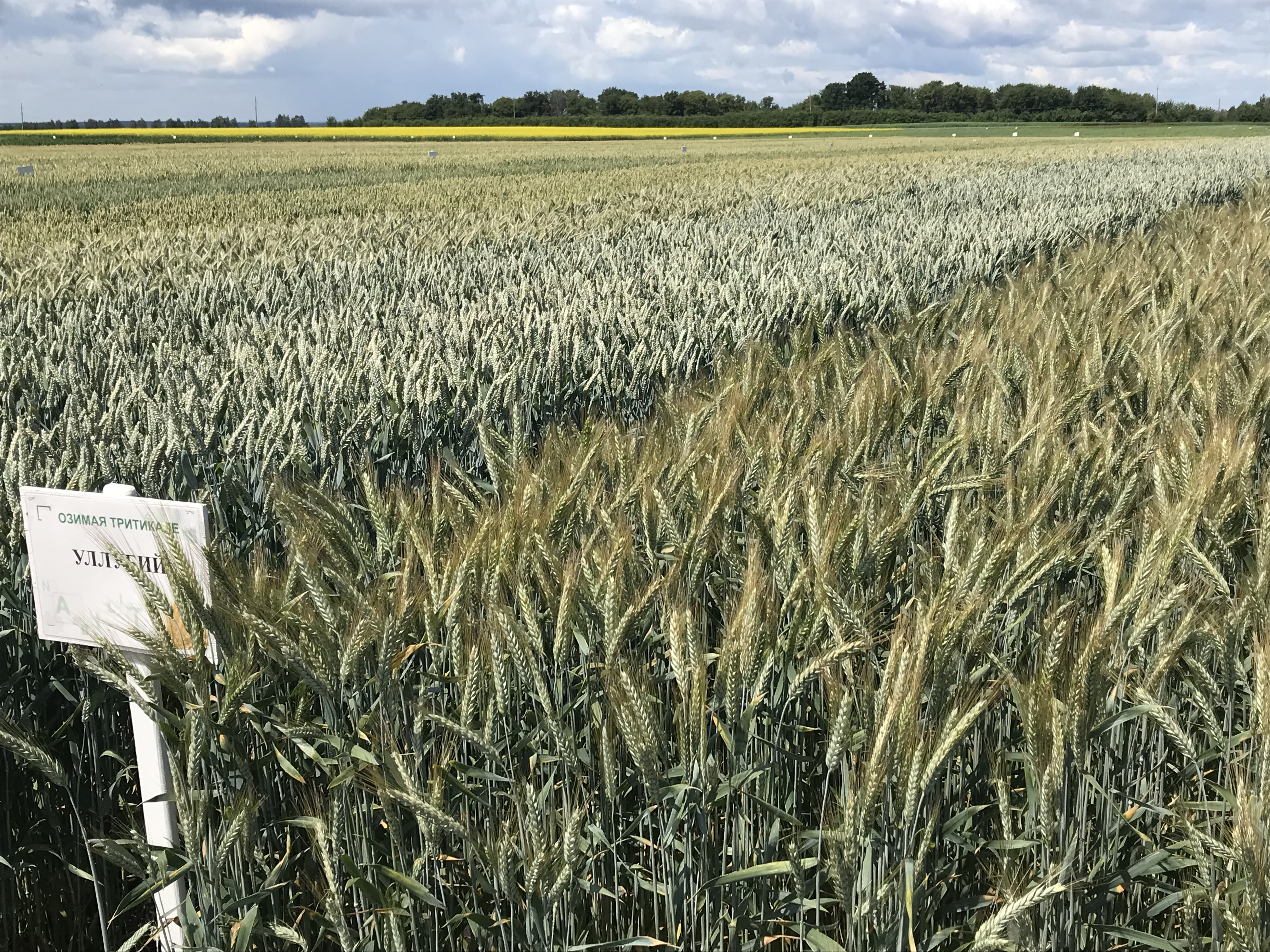 Новые сорта пшеницы российской селекции представили липецким аграриям 
