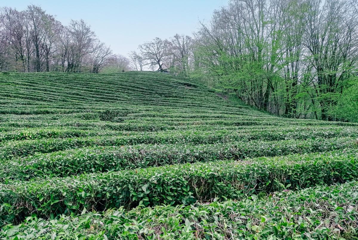 На Кубани на 15% вырос объем производства чайных листьев 