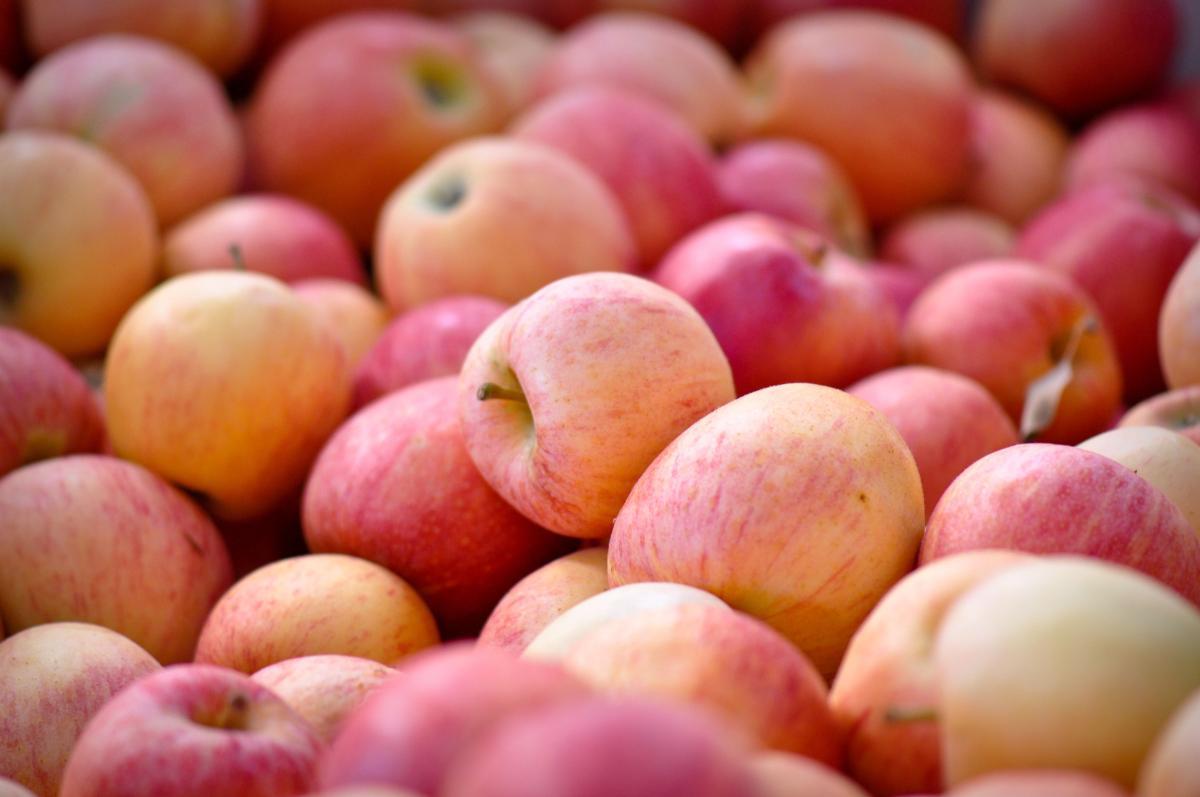 Аграрии РФ собрали более 85 тыс. т яблок