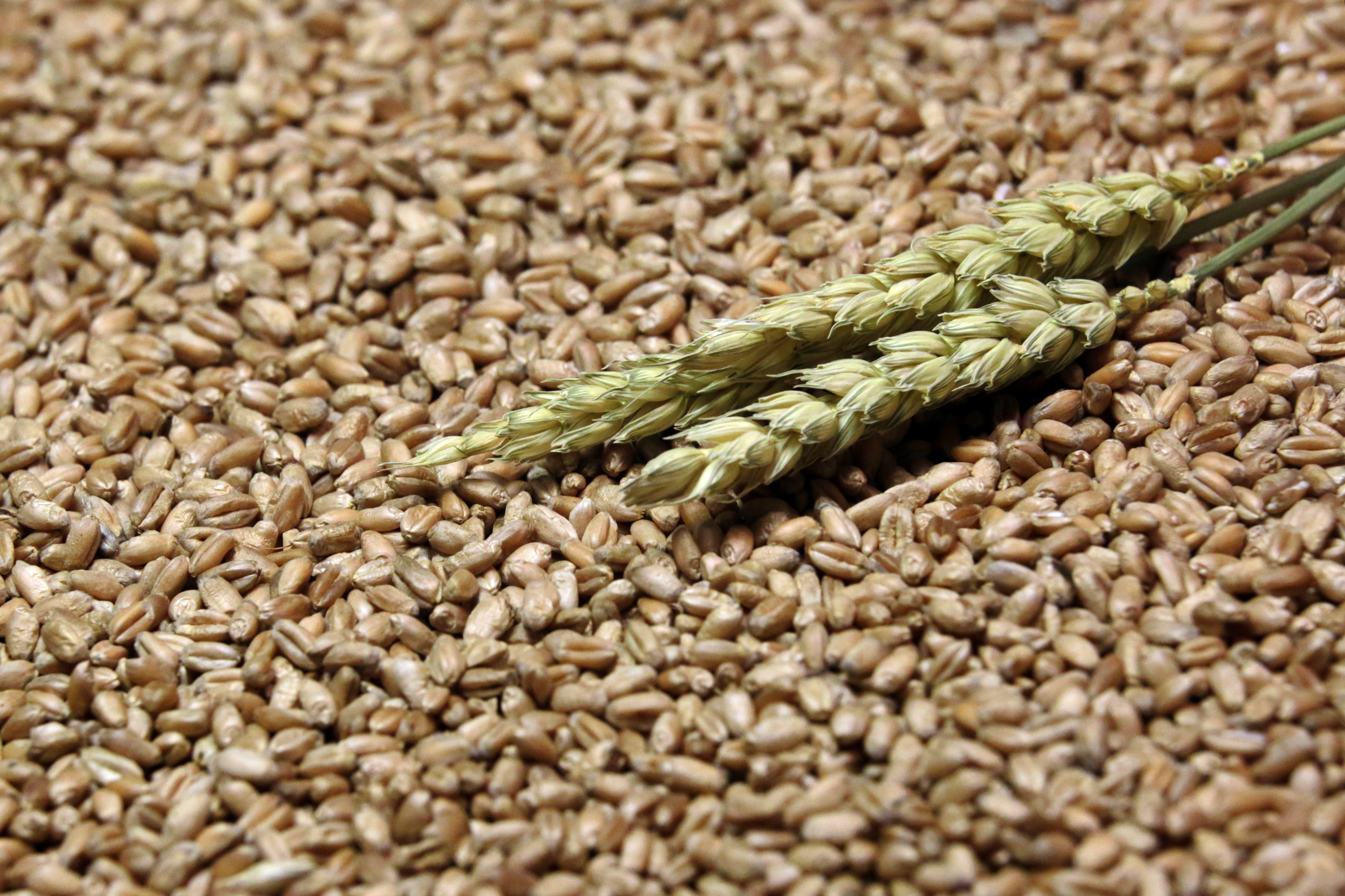 Сельхозпредприятия Башкортостана в зерновых интервенциях реализовали более 52 тыс. тонн продукции