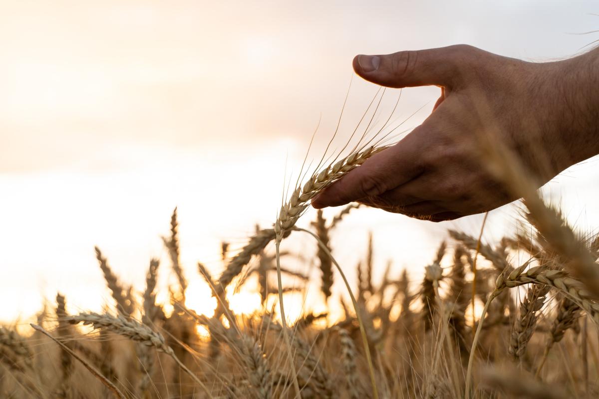 В России собрано более 85 млн т зерна — Патрушев