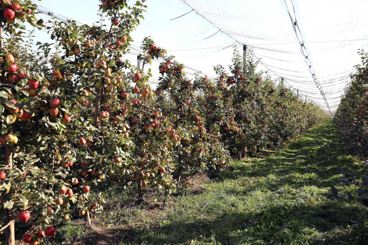 Рекордный урожай яблок собрали липецкие садоводы в этом году