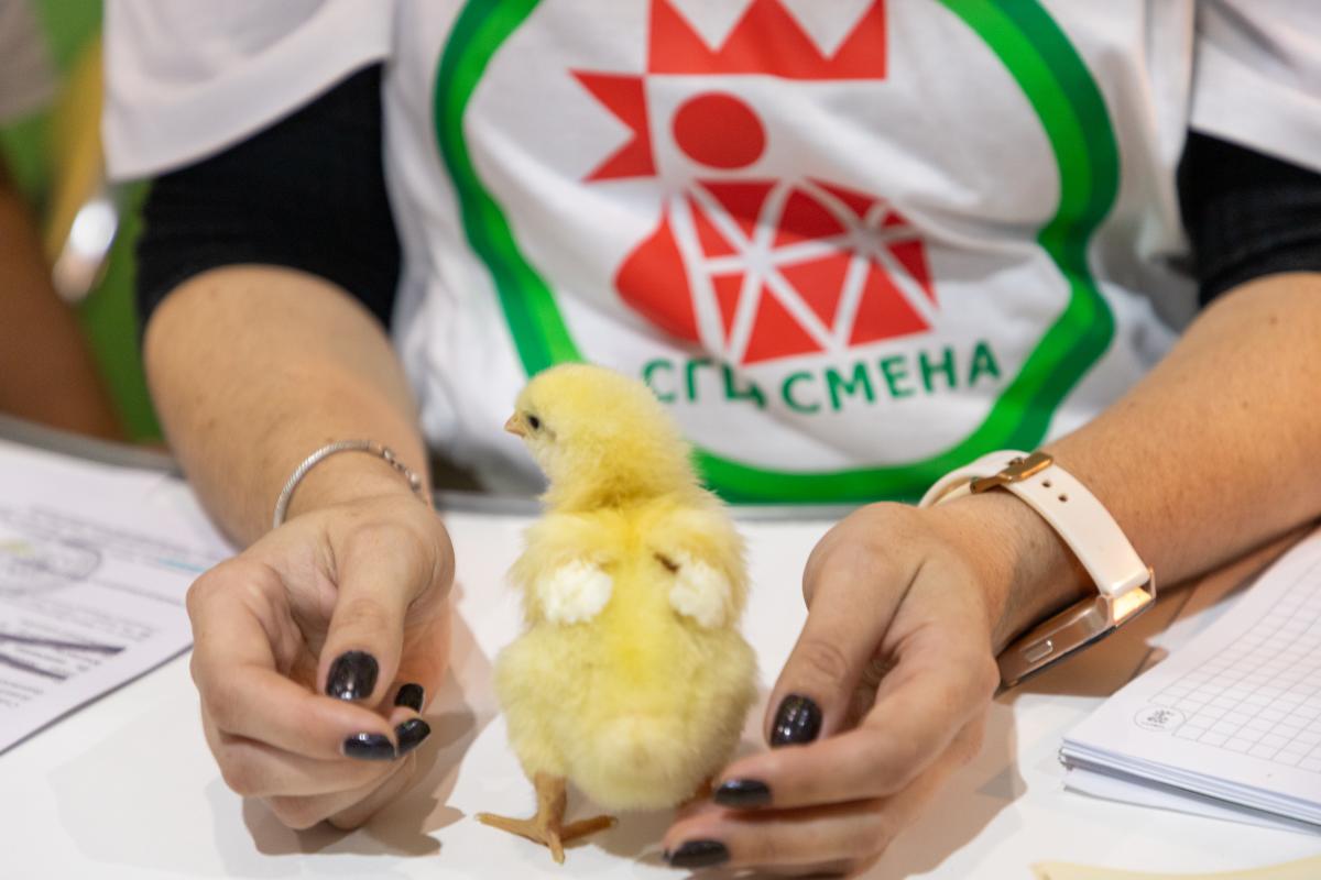 Центр подготовки кадров для птицефабрик создадут в Челябинской области 