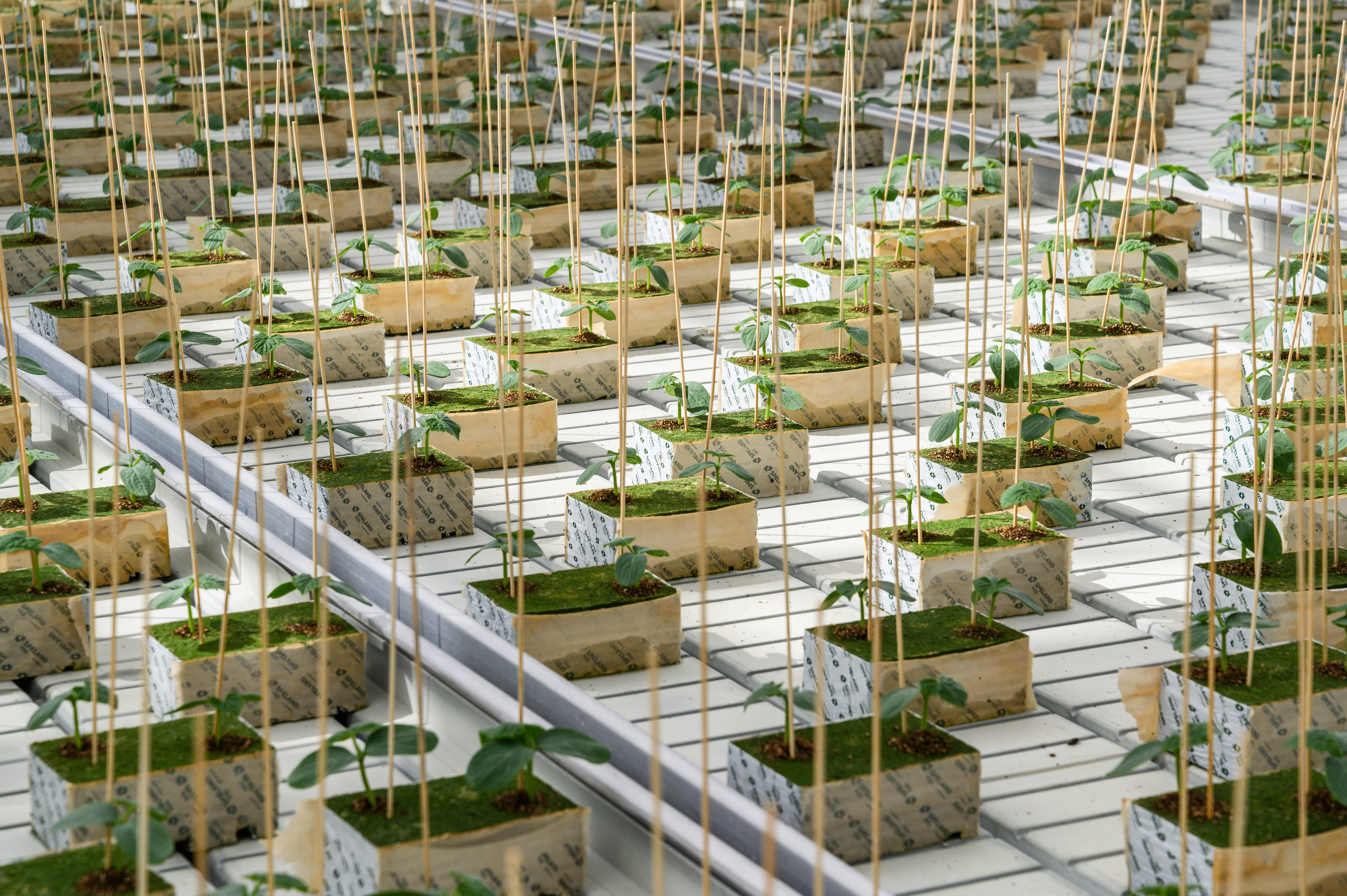 Специалисты Минсельхоза Подмосковья приняли участие в конференции на тему использования роботов и технологий ИИ в АПК