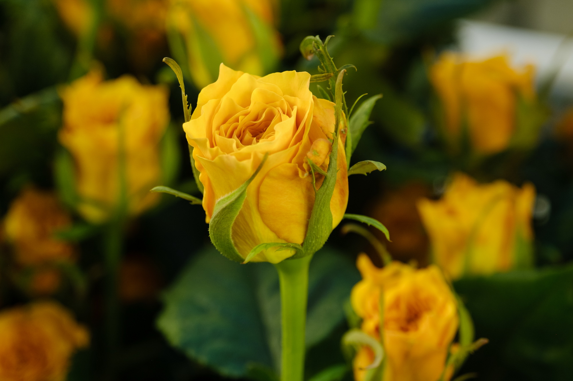 Тепличный комплекс по выращиванию роз построят в Ярославской области