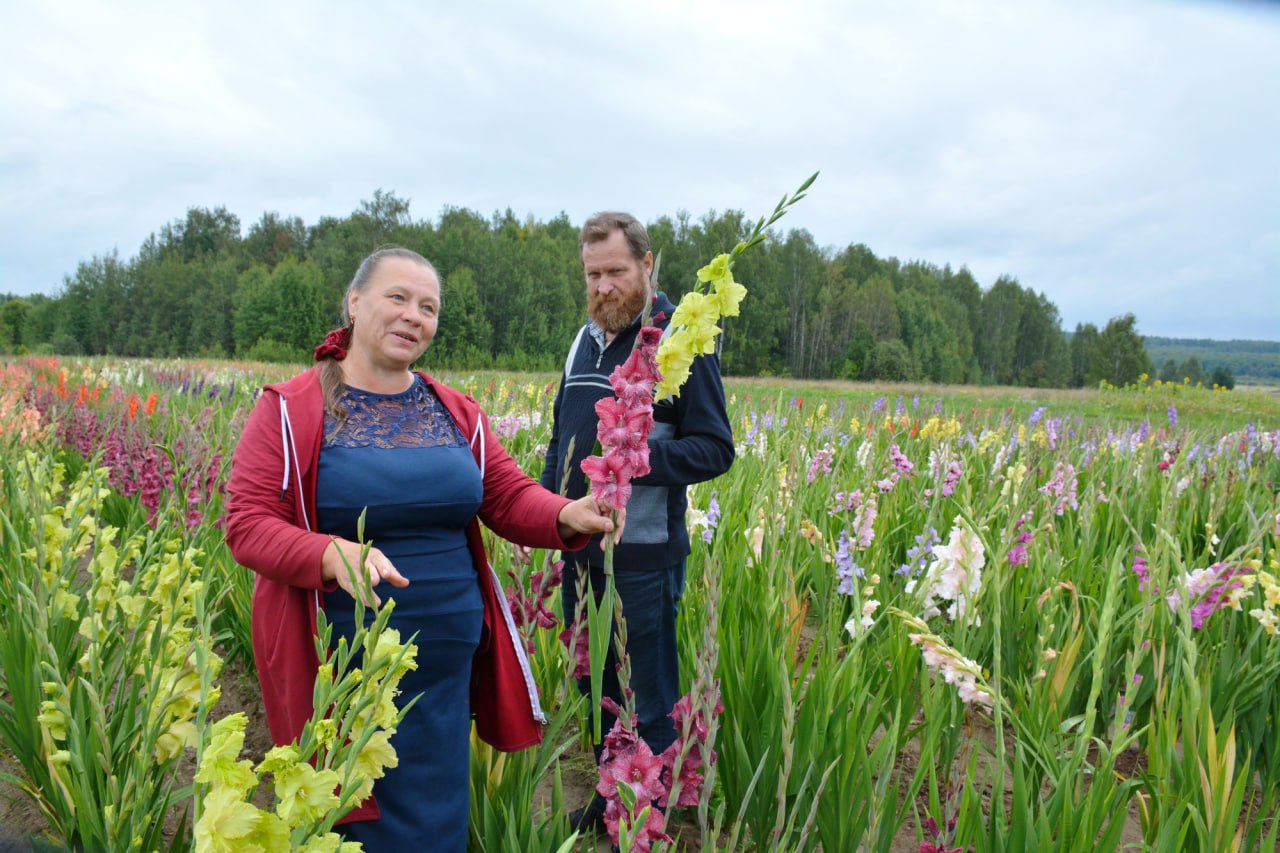 В фермерском хозяйстве Ивановской области благодаря грантовой поддержке «Агростартап» выращивают луковицы гладиолусов российской селекции