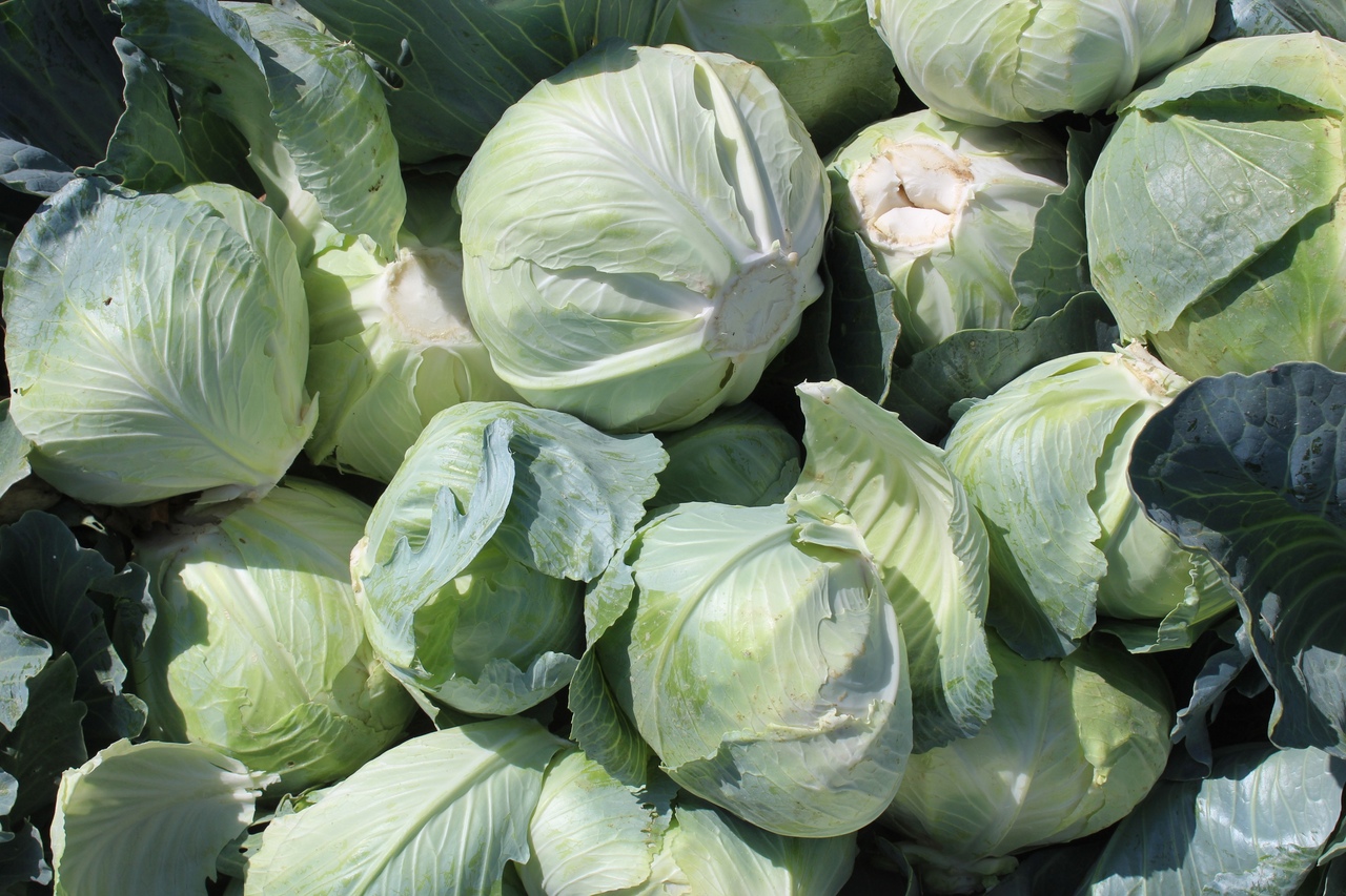 В июне в крымской столице стартуют сельскохозяйственные ярмарки