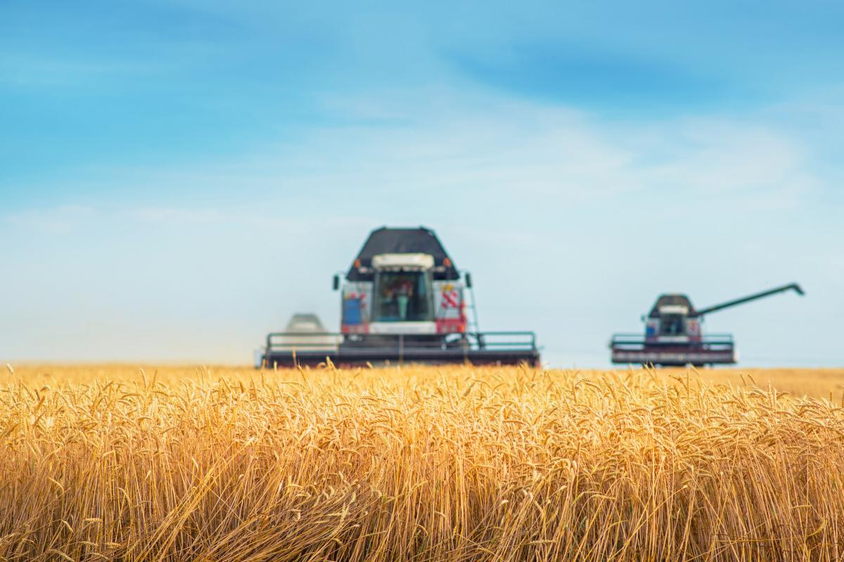 Минсельхоз сохраняет прогноз урожая зерна на 2025 г. — 135 млн т