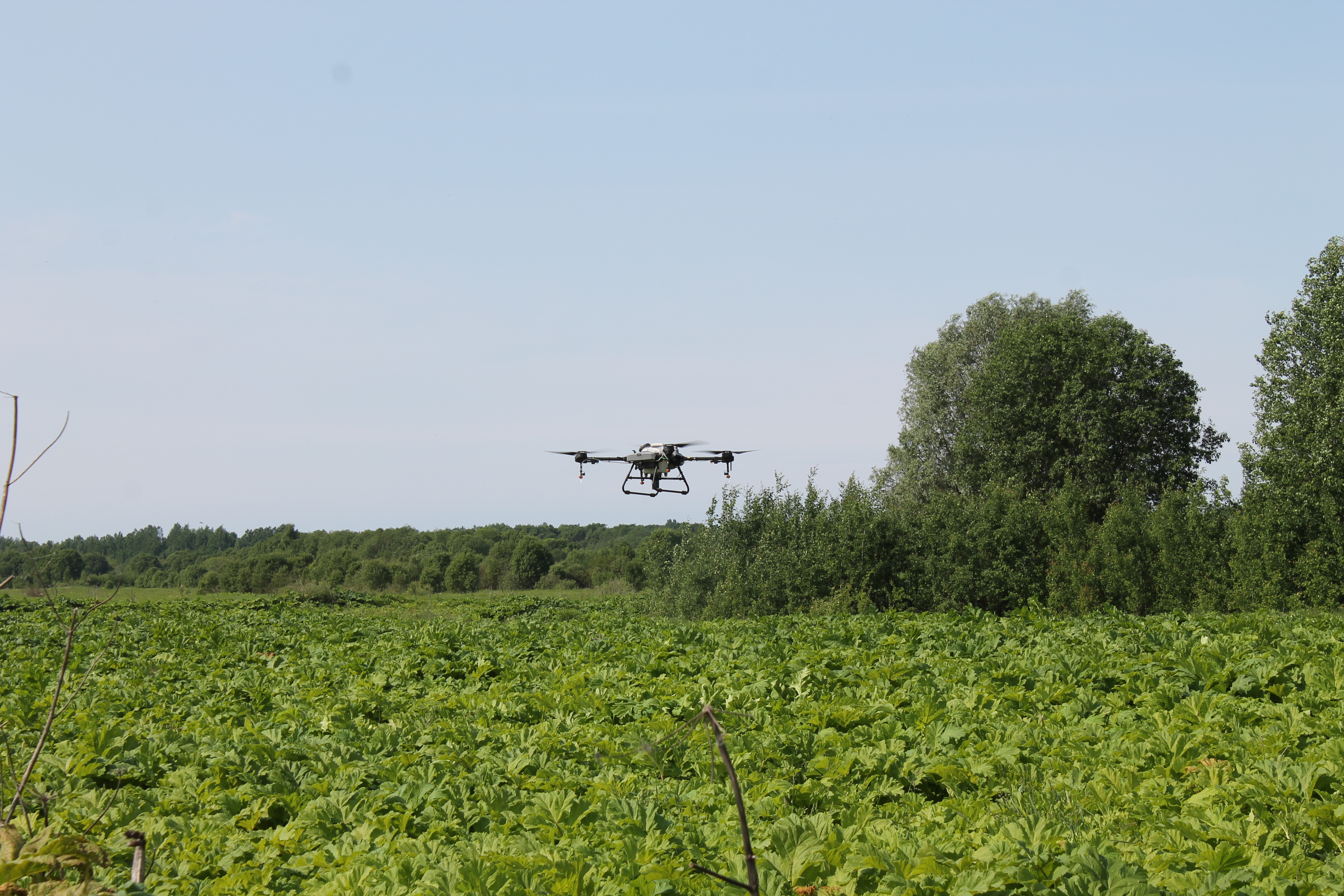 В Новгородской области беспилотники помогают в борьбе с борщевиком Сосновского