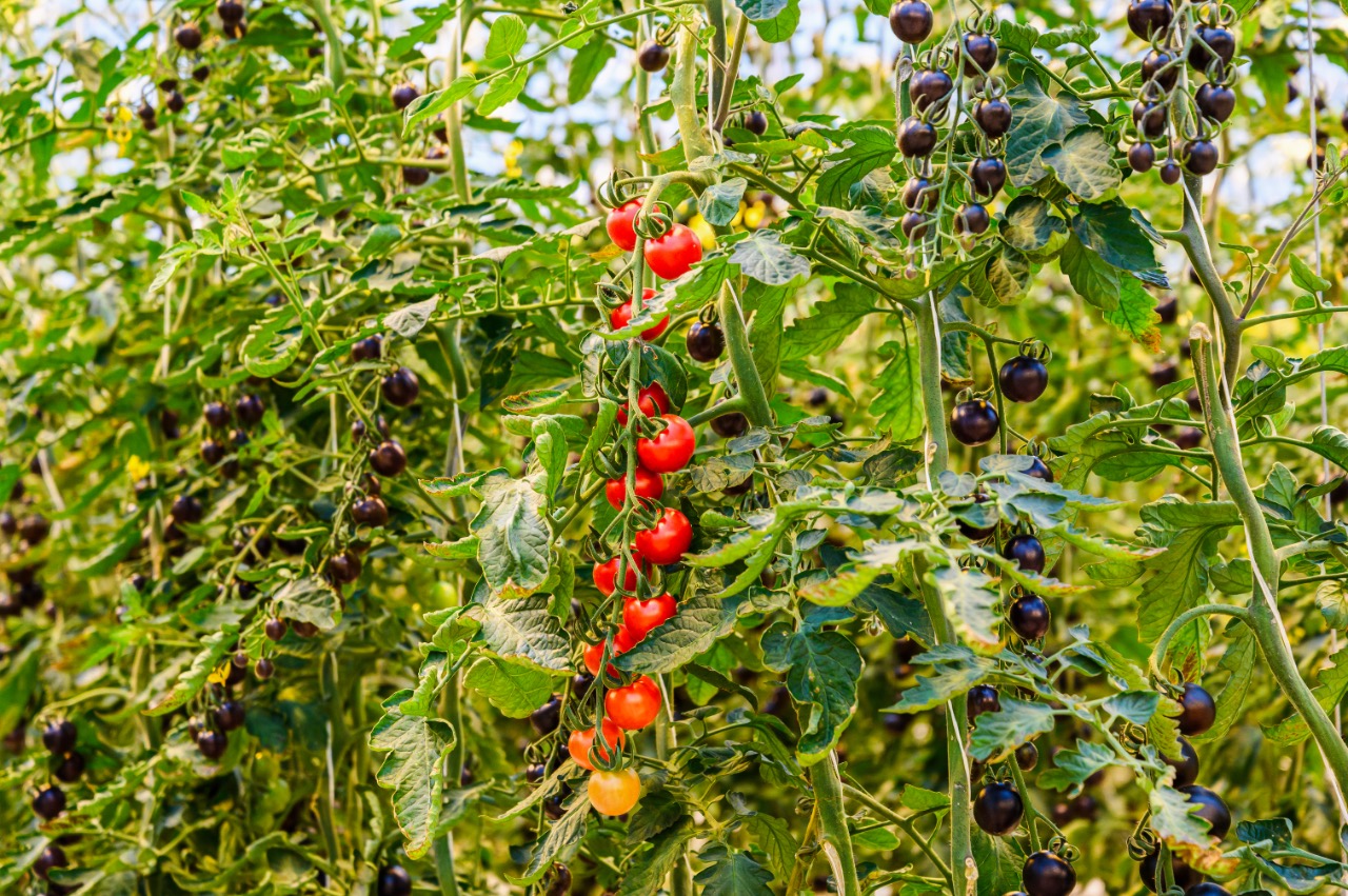 Около 90 тысяч тонн овощей закрытого грунта собрали в Подмосковье