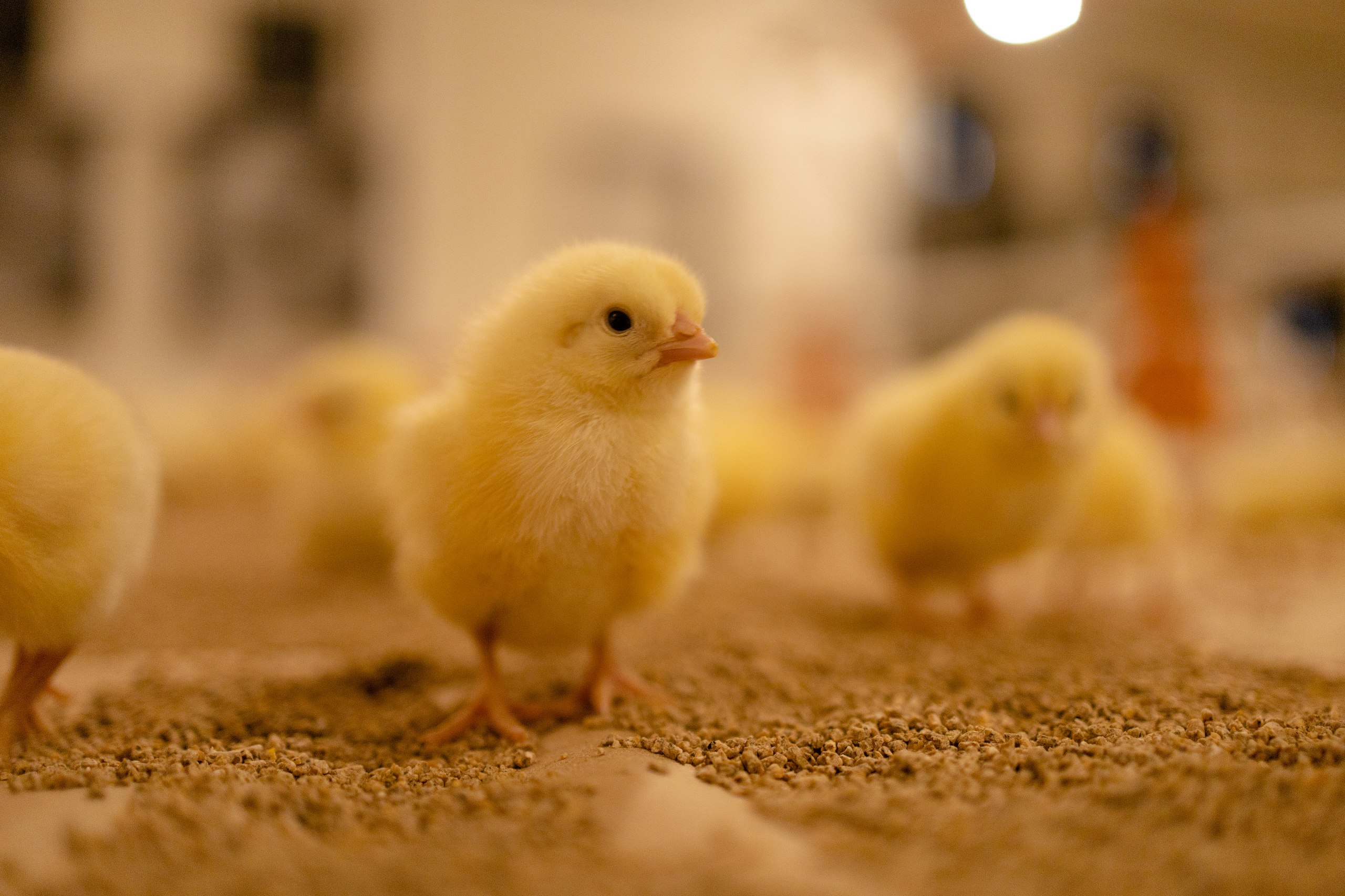 Восемь птичников в Павловском округе Нижегородской области обновили при господдержке