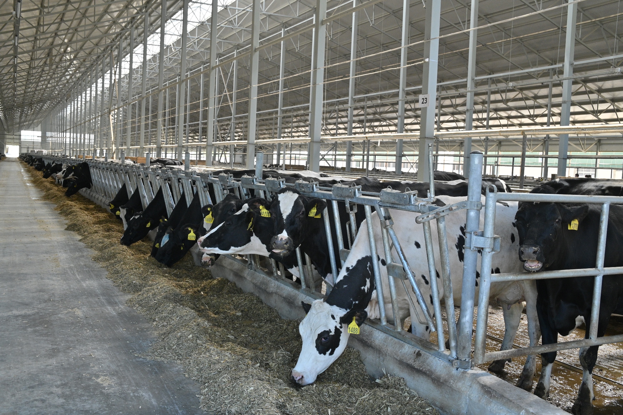 Рязанская область – один из лидеров по темпам роста производства продукции животноводства