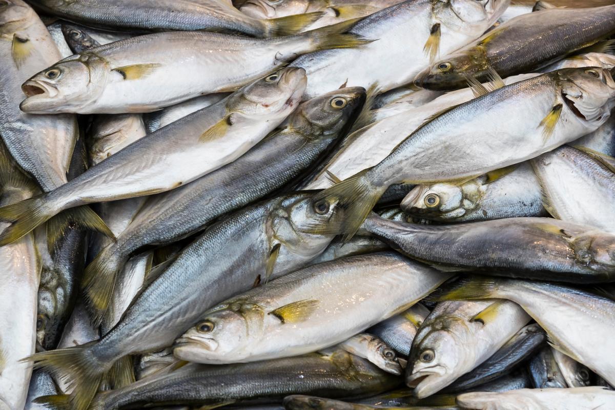 В России в первом полугодии снизились оптовые цены на сельдь — ВАРПЭ