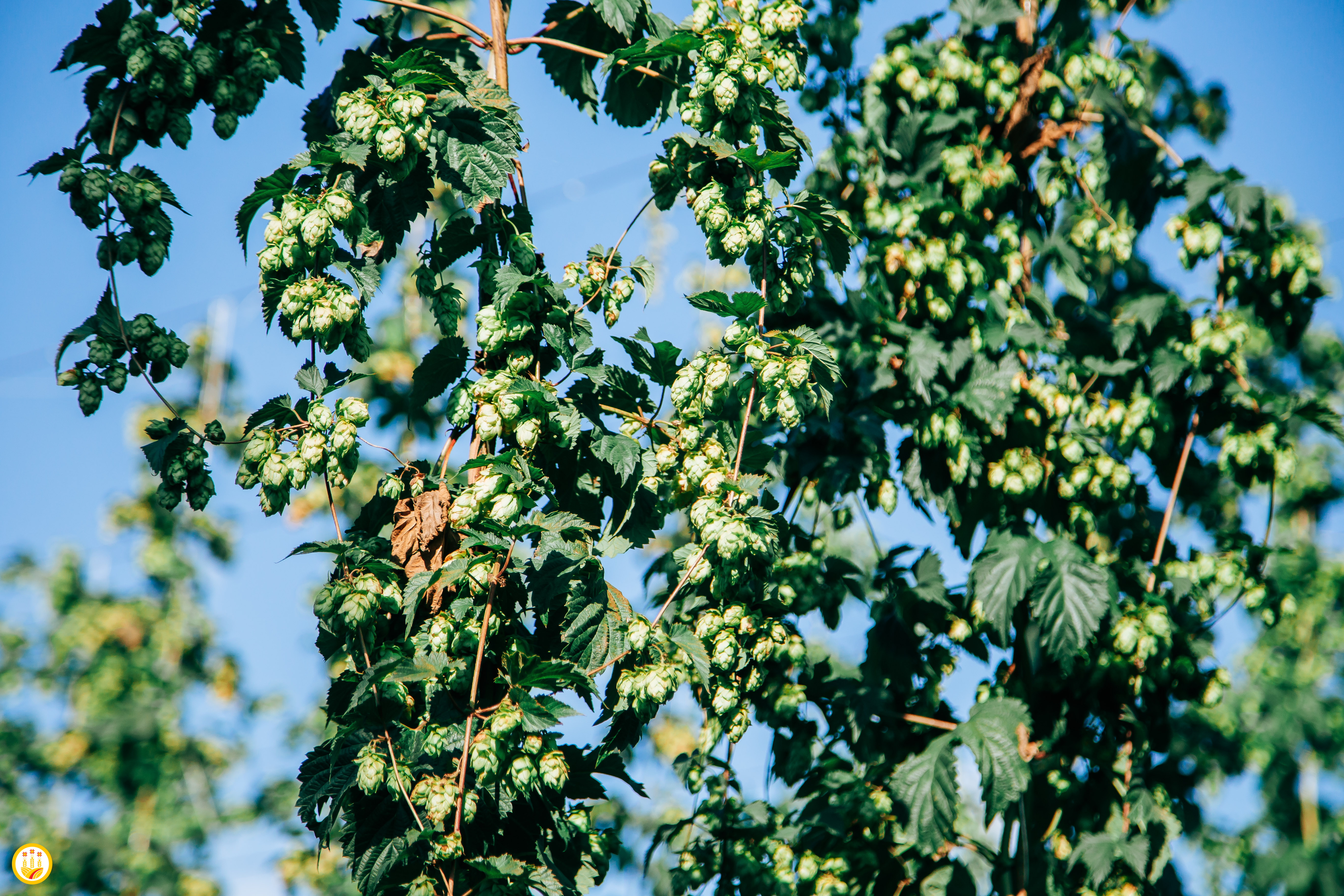 Для хмелеводов Чувашии увеличили ставки госсубсидий