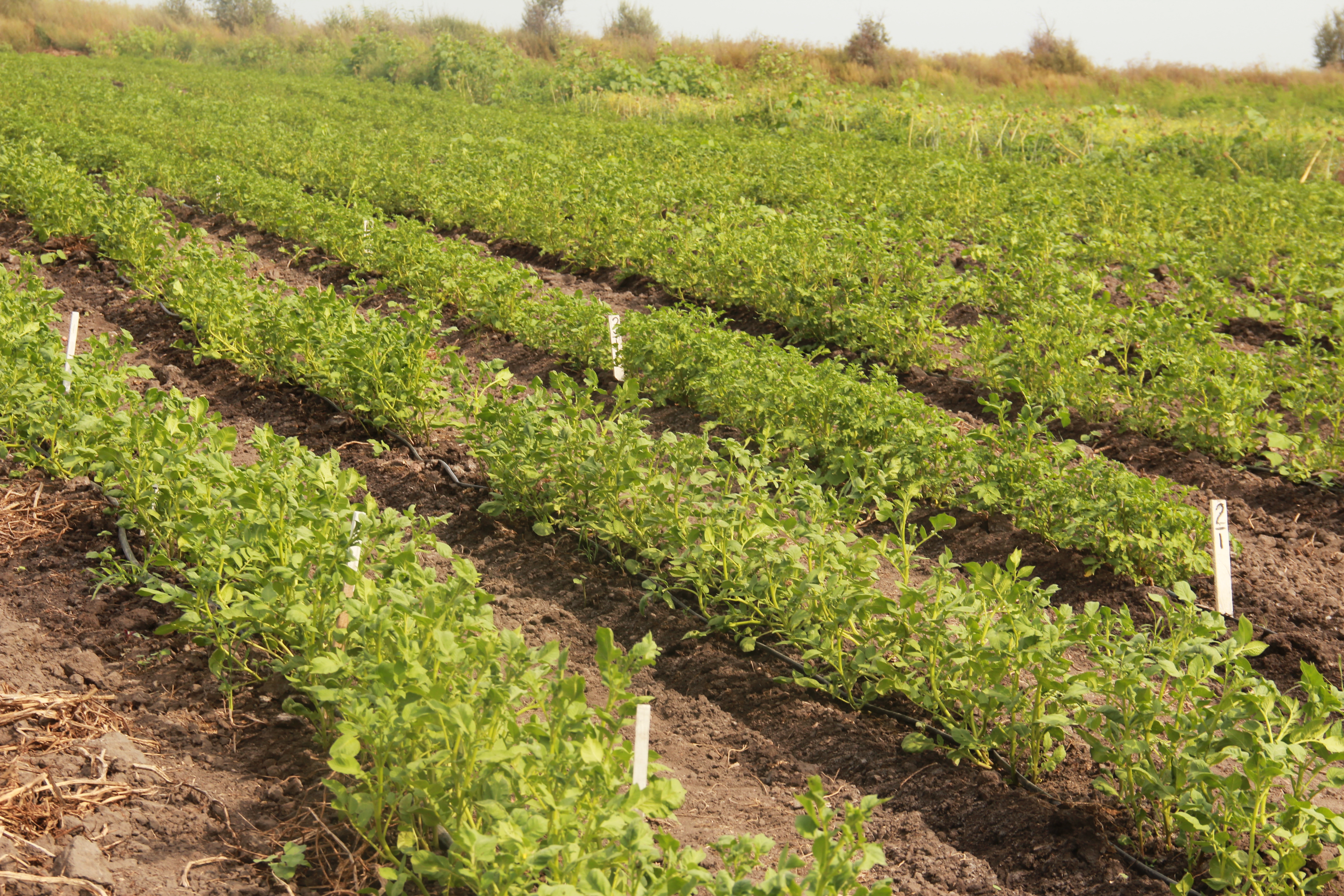 На Ставрополье собрали более 12 тыс. тонн сои