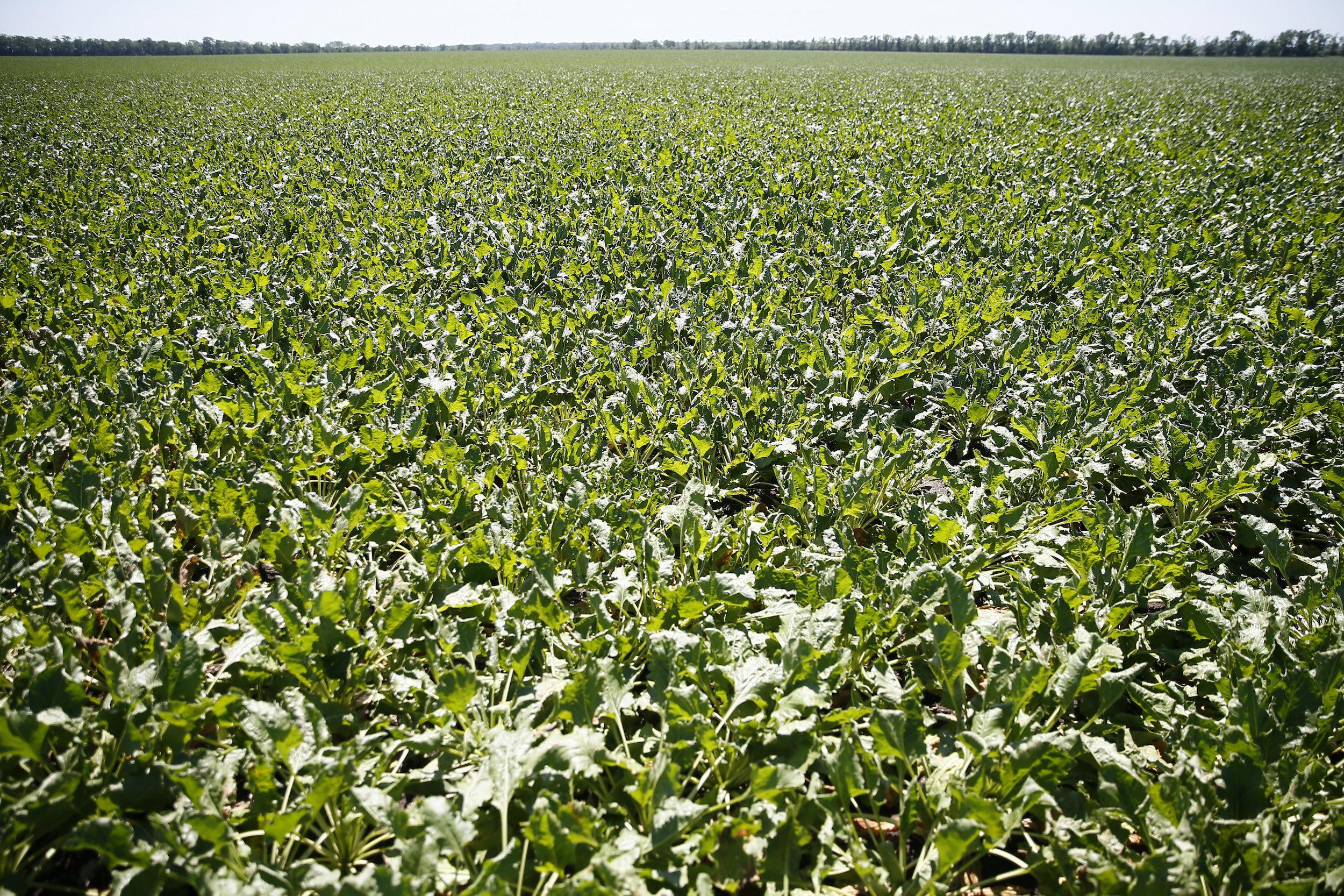 Урожай сахарной свеклы в этом году превысит 48 млн тонн